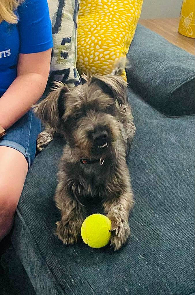 Blu is registered to the contest to win money with this photo: ball, canidae, carnivore, chair, companion_dog, dog, dog_breed, dog_supply, fur, liver, schnauzer, small_terrier, snout, sporting_group, t_shirt, tennis_ball, terrier, toy_dog, working_animal, yellow