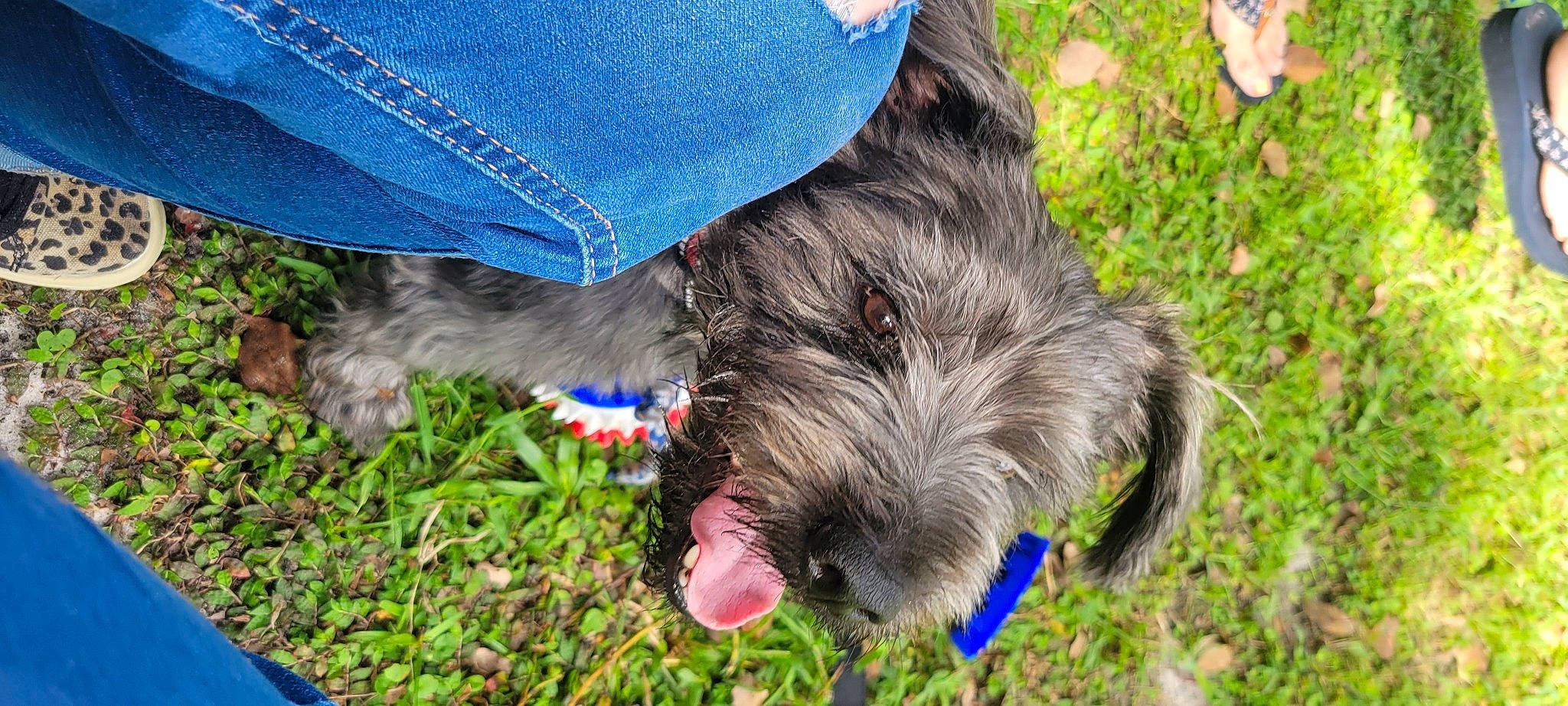 Blu joined the competition — help win amazing prizes! canidae, carnivore, collar, companion_dog, dog, dog_breed, dog_collar, fur, grass, leash, liver, snout, sporting_group, terrier, working_animal