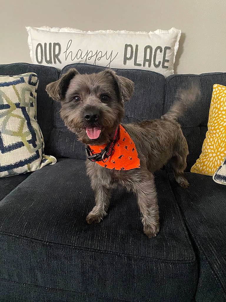 Blu joined the competition — help win amazing prizes! canidae, carnivore, collar, comfort, companion_dog, couch, dog, dog_breed, dog_clothes, dog_supply, font, fur, grey, paw, pillow, small_terrier, snout, sporting_group, toy_dog, working_animal