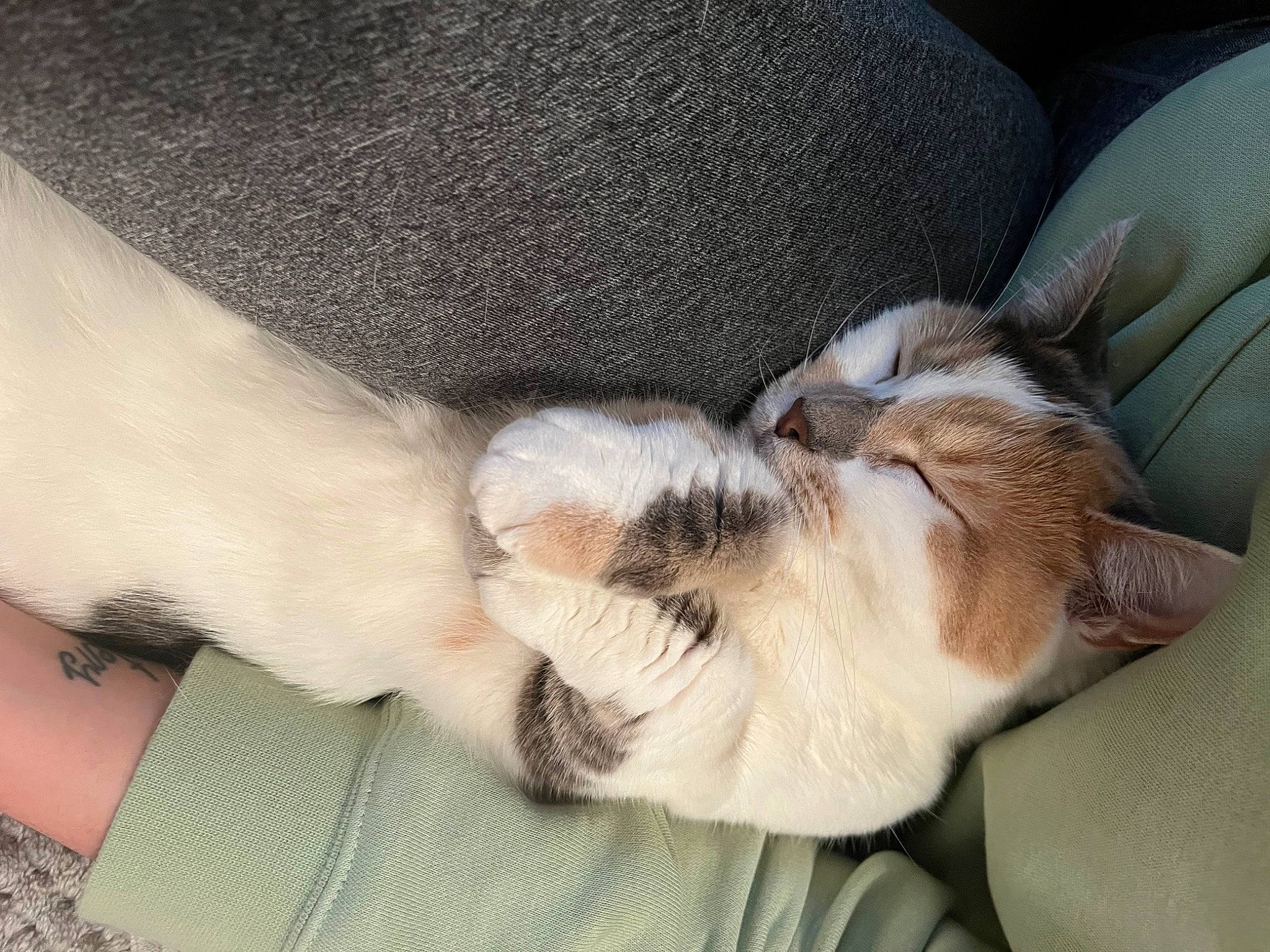 Emi participe au concours pour gagner de l'argent avec cette photo : canidae, carnivore, cat, claw, comfort, companion_dog, dog_breed, domestic_short_haired_cat, ear, fawn, felidae, foot, fur, human_leg, paw, small_to_medium_sized_cats, snout, sporting_group, tail, whiskers