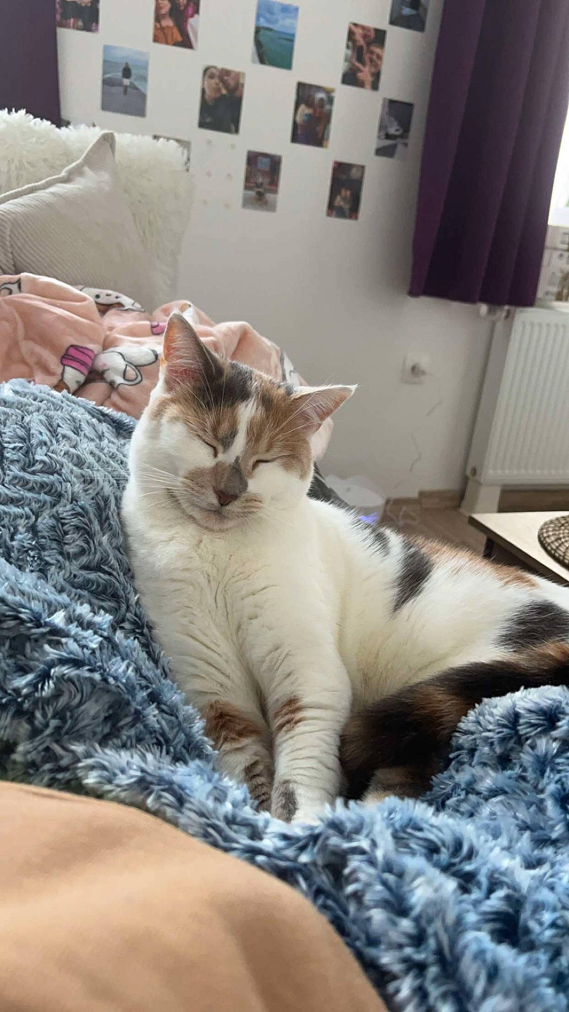 Emi participe au concours pour gagner de l'argent avec cette photo : carnivore, cat, claw, comfort, curtain, domestic_short_haired_cat, fawn, felidae, flooring, fur, linens, nap, paw, picture_frame, room, sitting, small_to_medium_sized_cats, snout, tail, whiskers