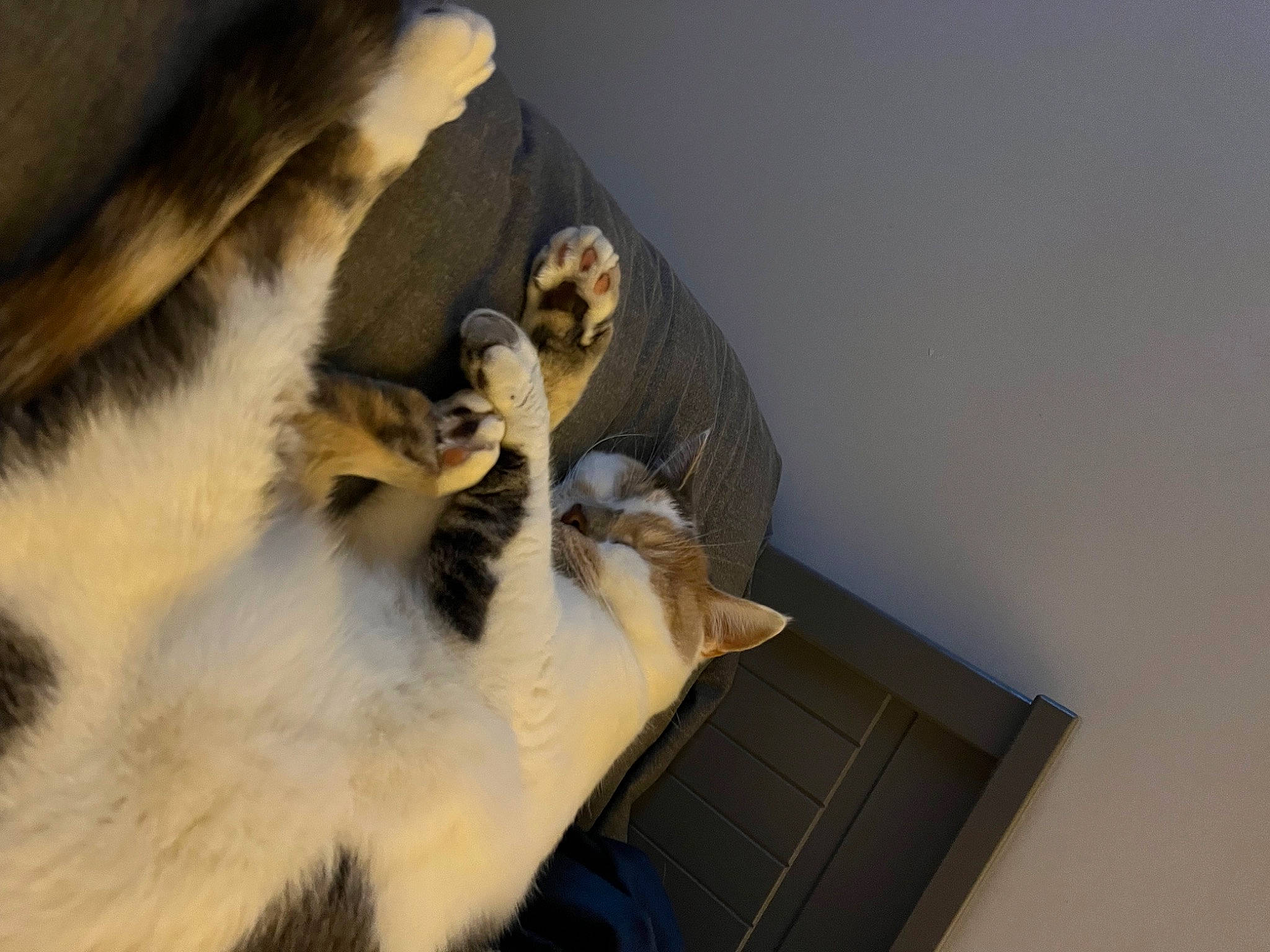 Emi a rejoint le concours — aidez-le/la à gagner de superbes lots ! canidae, carnivore, cat, claw, comfort, companion_dog, dog_breed, domestic_short_haired_cat, fawn, felidae, flooring, fur, hardwood, paw, room, small_to_medium_sized_cats, tail, terrestrial_animal, whiskers, wood