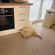 Iago a rejoint le concours — aidez-le/la à gagner de superbes lots ! appliance, cabinet, cozy, curtain, dog, domestic, floor, fluffy, home, indoor, kitchen, laying_down, natural_light, oven, pet, relaxed, rice_cooker, tile_floor, trash_can, white_dog