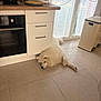 appliance, cabinet, cozy, curtain, dog, domestic, floor, fluffy, home, indoor, kitchen, laying_down, natural_light, oven, pet, relaxed, rice_cooker, tile_floor, trash_can, white_dog
