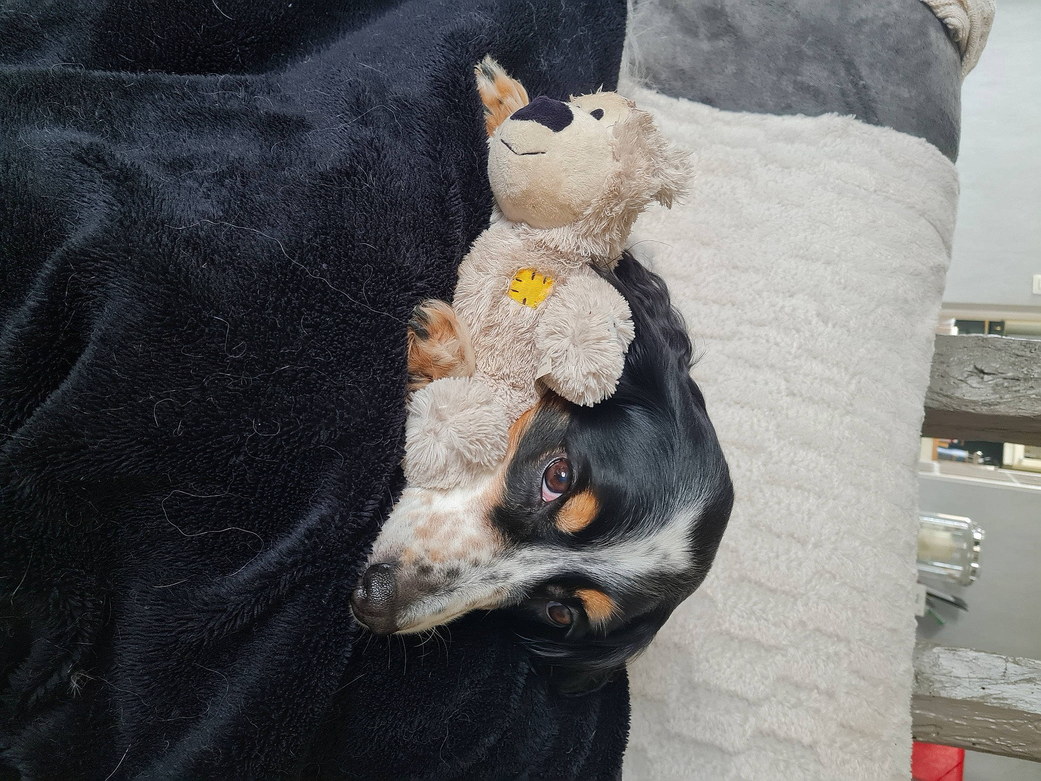 Hopopop participe au concours pour gagner de l'argent avec cette photo : canidae, carnivore, comfort, companion_dog, couch, dog, dog_breed, dog_supply, fawn, fur, grey, guard_dog, linens, plush, snout, sporting_group, stuffed_toy, toy, whiskers, working_animal