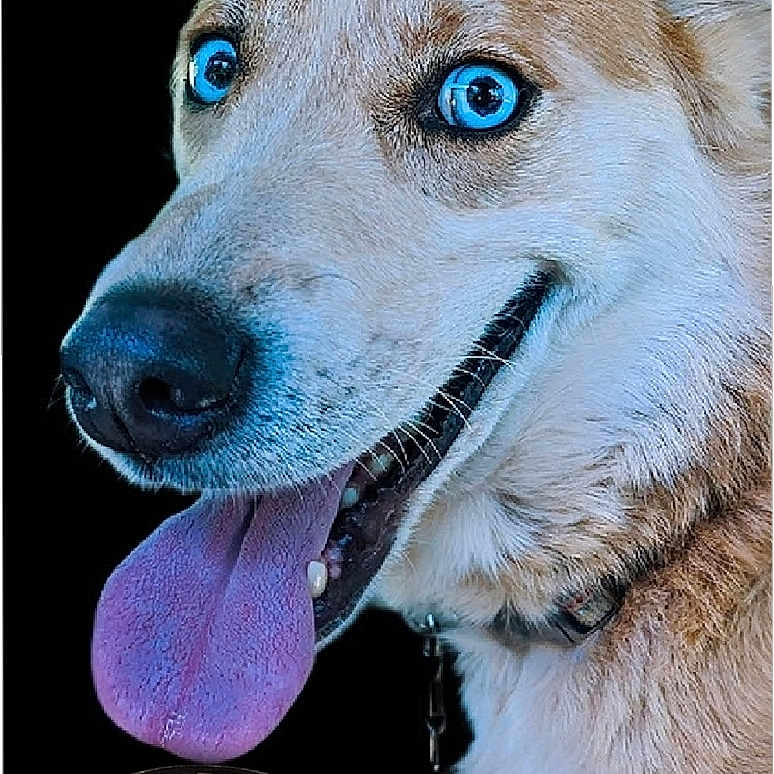 Nala joined the competition — help win amazing prizes! animal, beagle, bodypart, bowl, canine, dog, food, germanshepherd, goldenretriever, hound, husky, labradorretriever, mouth, person, pet, produce, puppy, snout, tongue, whitedog