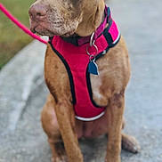 Mello is registered to the contest to win money with this photo: animal, blurred_background, brown_dog, canine, close_up, collar, dog, domestic_animal, ears, fence, harness, leash, outdoor, pavement, pet, pink_harness, portrait, sidewalk, sitting, tag