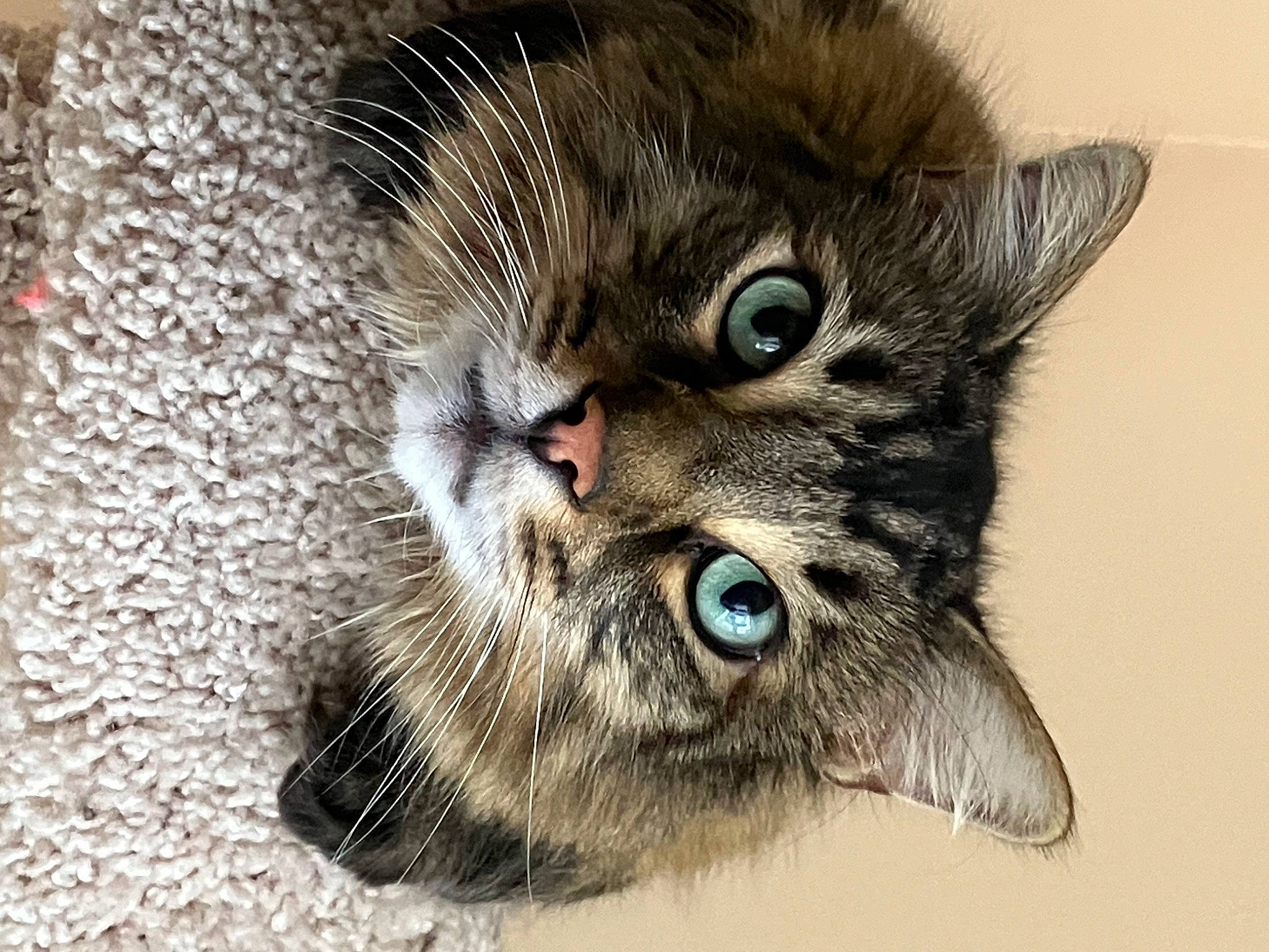 Basheer is registered to the contest to win money with this photo: carnivore, cat, claw, domestic_short_haired_cat, felidae, fur, paw, small_to_medium_sized_cats, terrestrial_animal, whiskers