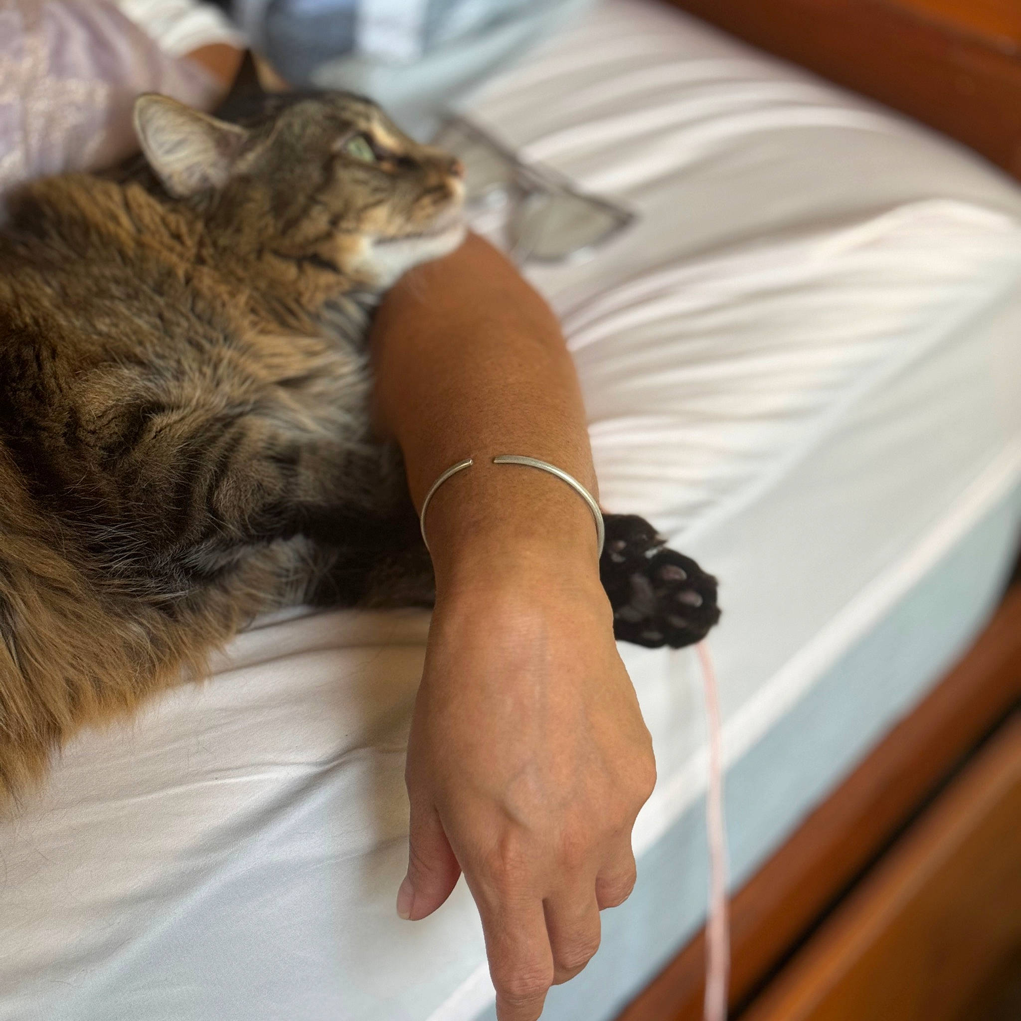 Basheer joined the competition — help win amazing prizes! bed, bedding, carnivore, cat, claw, comfort, domestic_short_haired_cat, elbow, felidae, fur, gesture, human_leg, lap, linens, nail, small_to_medium_sized_cats, thigh, thumb, whiskers, wrist