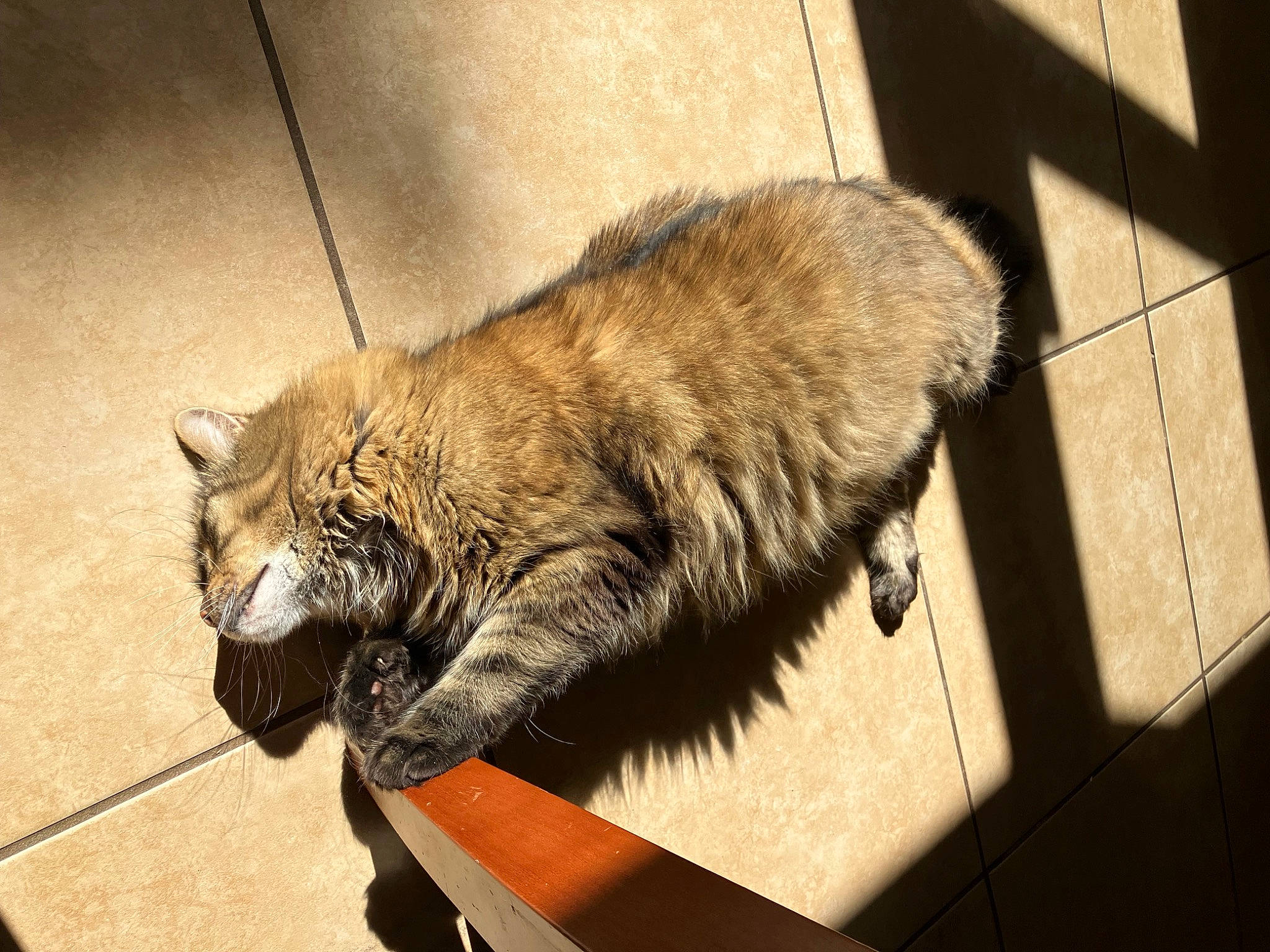 Bash is registered to the contest to win money with this photo: canidae, carnivore, cat, claw, comfort, domestic_short_haired_cat, fawn, felidae, flooring, fur, luggage_and_bags, metal, paw, small_to_medium_sized_cats, snout, tail, terrestrial_animal, tints_and_shades, whiskers, wood