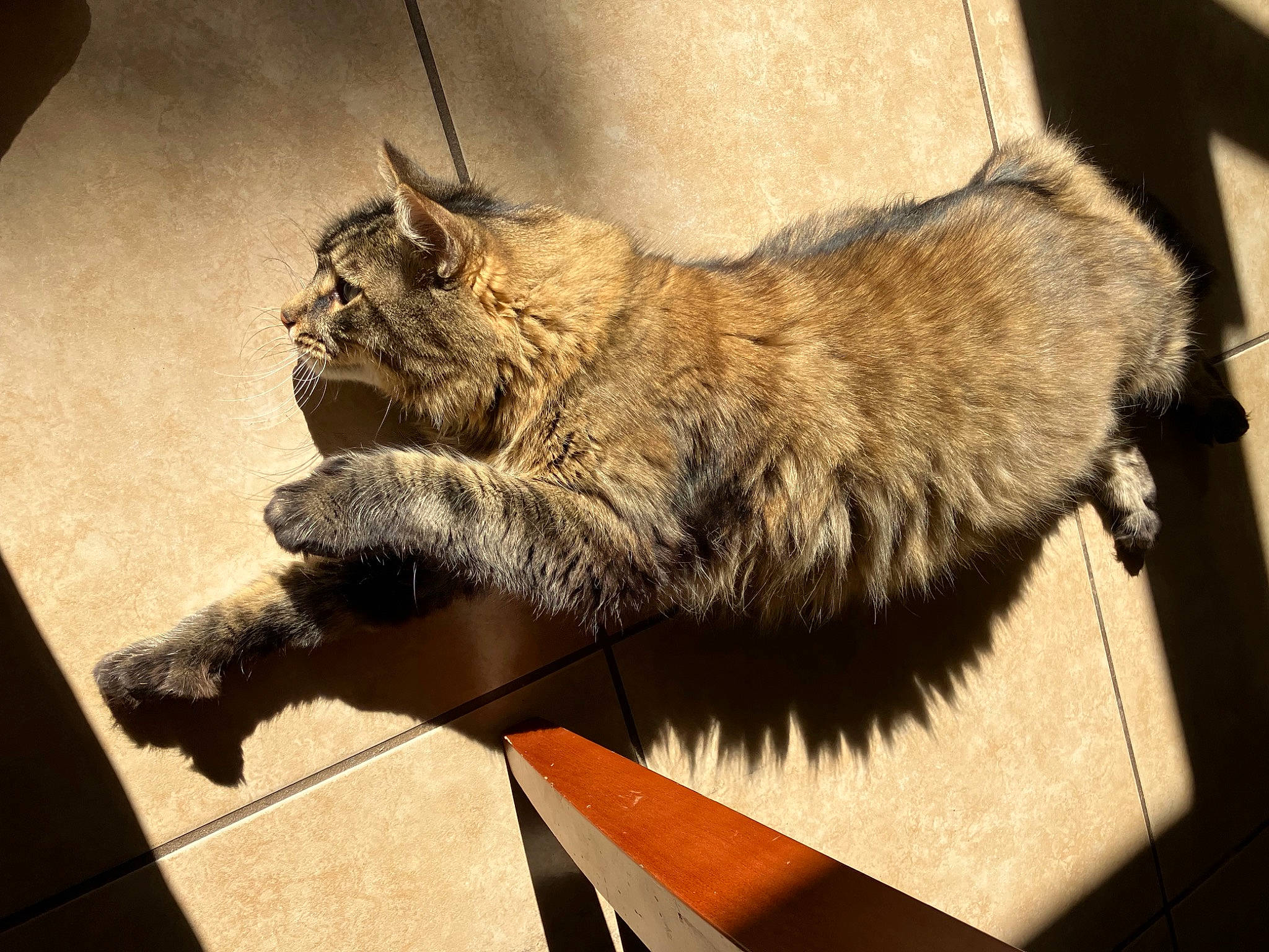 Bash joined the competition — help win amazing prizes! carnivore, cat, claw, domestic_short_haired_cat, fawn, felidae, flooring, fur, metal, paw, small_to_medium_sized_cats, snout, tail, terrestrial_animal, whiskers, wood