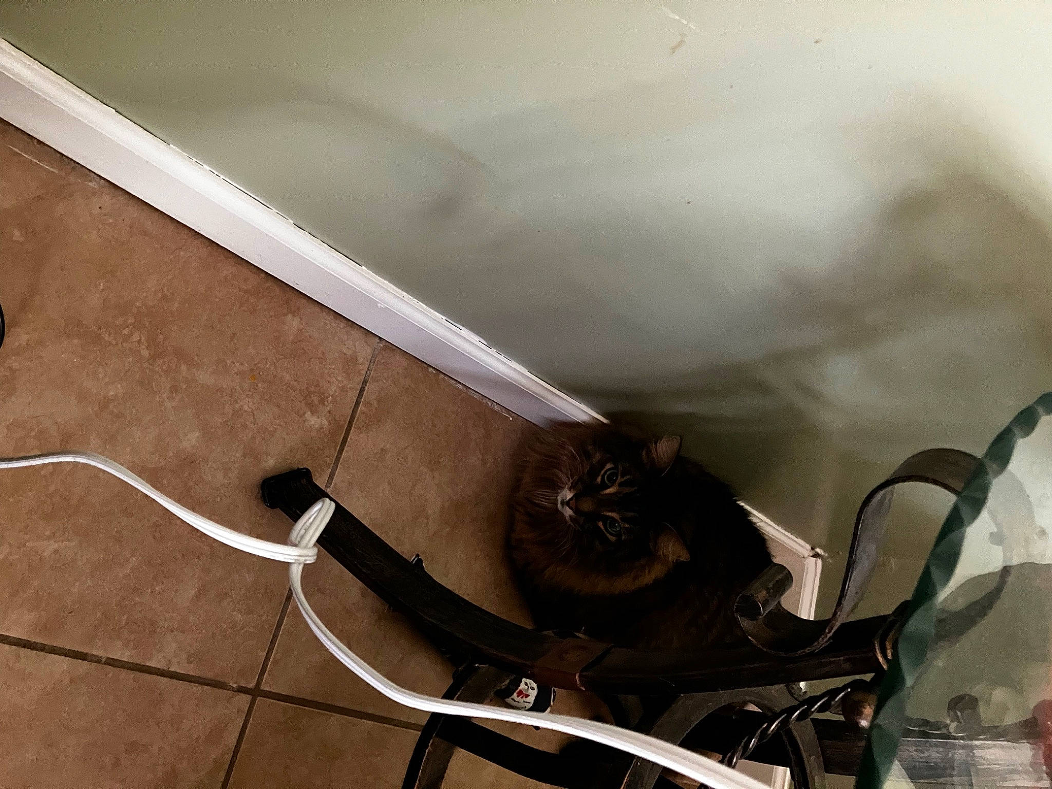 Bash joined the competition — help win amazing prizes! auto_part, automotive_exterior, automotive_tire, cable, carnivore, cat, ceiling, electrical_supply, electrical_wiring, electricity, felidae, fender, gas, hardwood, metal, rim, small_to_medium_sized_cats, vehicle_door, wire, wood