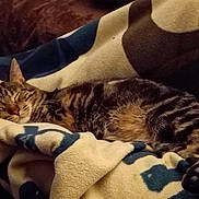 Timber joined the competition — help win amazing prizes! cat, tabby_cat, sleeping, blanket, cozy, indoor, pet, fur, whiskers, paw, bedding, relaxed, nap, striped, closeup, home, couch, comfort, textile, nighttime