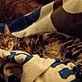 cat, tabby_cat, sleeping, blanket, cozy, indoor, pet, fur, whiskers, paw, bedding, relaxed, nap, striped, closeup, home, couch, comfort, textile, nighttime