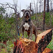 Tytan joined the competition — help win amazing prizes! dog, forest, tree_stump, nature, outdoor, canine, animal, greenery, trees, woodland, bark, standing, alert, collar, muscular, leafless_trees, branches, wildlife, scenery, trunk