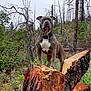 dog, forest, tree_stump, nature, outdoor, canine, animal, greenery, trees, woodland, bark, standing, alert, collar, muscular, leafless_trees, branches, wildlife, scenery, trunk