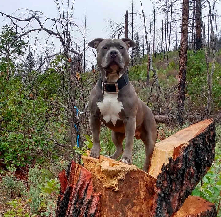Tytan joined the competition — help win amazing prizes! dog, forest, tree_stump, nature, outdoor, canine, animal, greenery, trees, woodland, bark, standing, alert, collar, muscular, leafless_trees, branches, wildlife, scenery, trunk