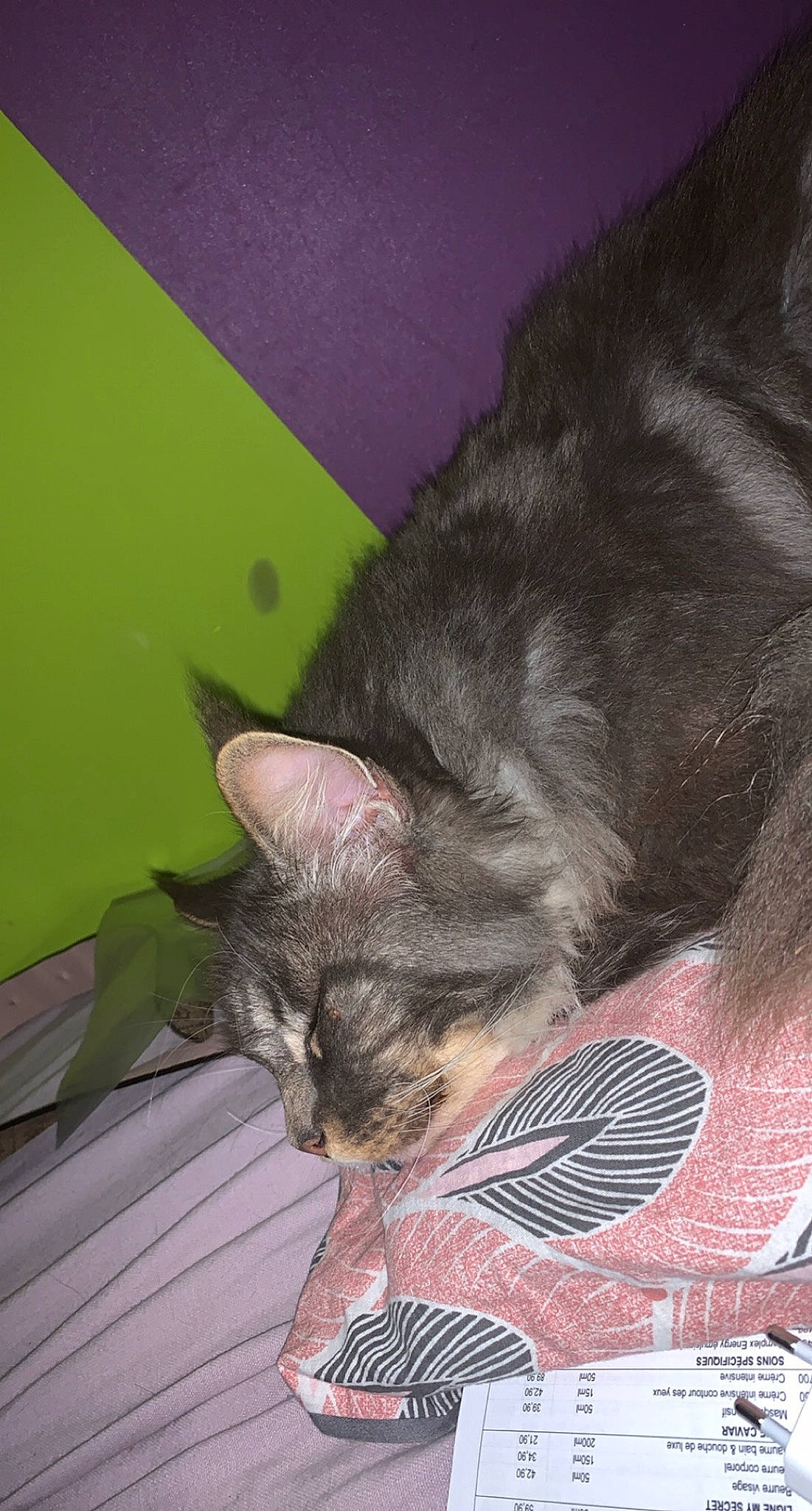 Jackson a rejoint le concours — aidez-le/la à gagner de superbes lots ! carnivore, cat, claw, comfort, domestic_short_haired_cat, ear, eye, felidae, fur, grey, iris, nap, paw, sleep, small_to_medium_sized_cats, snout, tail, terrestrial_animal, whiskers