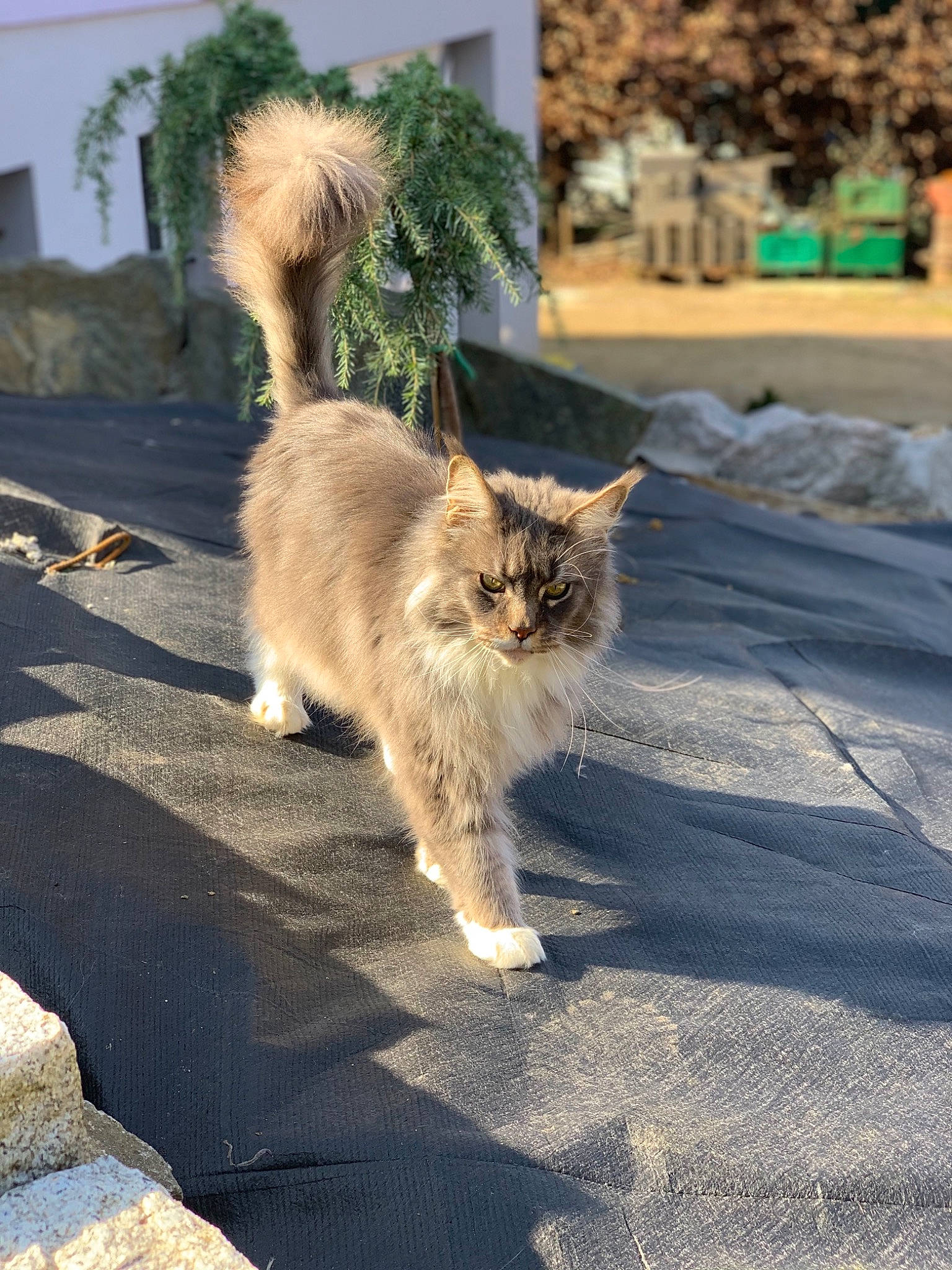 Jackson participe au concours pour gagner de l'argent avec cette photo : asphalt, carnivore, cat, domestic_short_haired_cat, fawn, felidae, fur, grass, plant, road, road_surface, sand, shadow, sidewalk, small_to_medium_sized_cats, soil, tail, tree, whiskers, wood