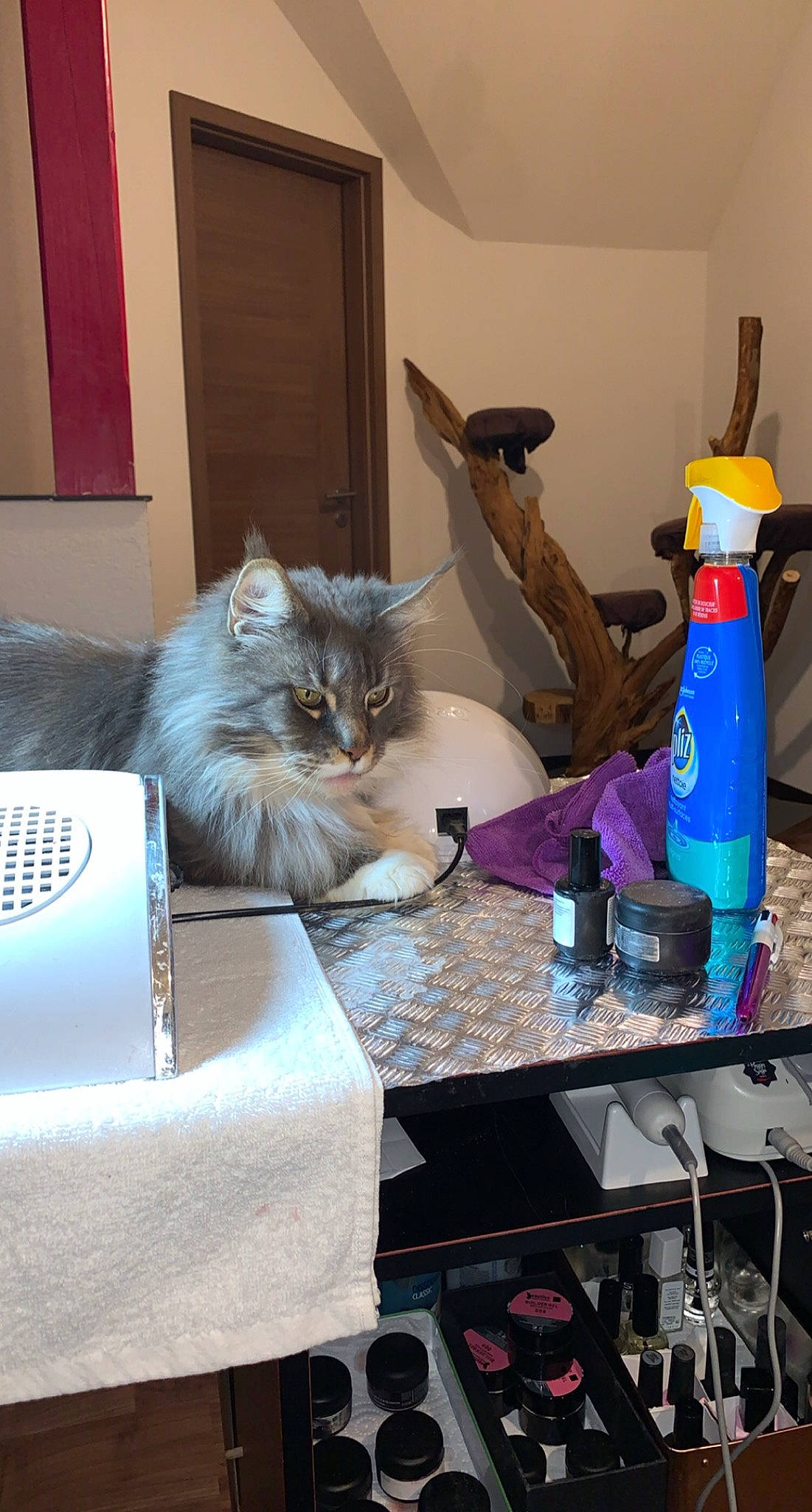 Jackson participe au concours pour gagner de l'argent avec cette photo : bottle, box, carnivore, cat, comfort, domestic_short_haired_cat, door, fawn, felidae, fur, gas, grey, mammal, plastic_bottle, shipping_box, small_to_medium_sized_cats, table, tail, water_bottle, whiskers