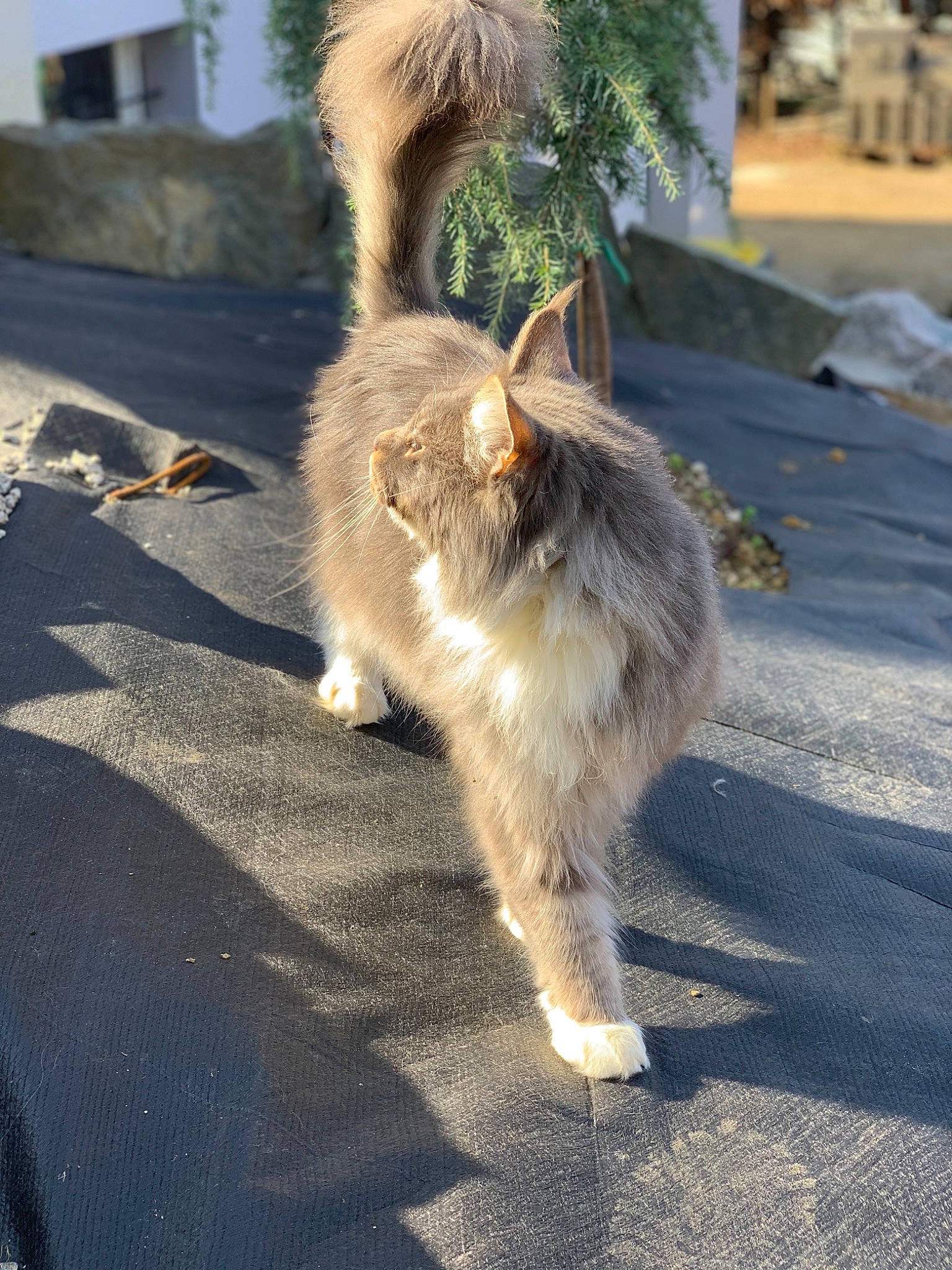 Jackson participe au concours pour gagner de l'argent avec cette photo : asphalt, carnivore, cat, companion_dog, dog_breed, fawn, felidae, fur, grass, human_leg, palm_tree, plant, road, road_surface, shadow, sidewalk, small_to_medium_sized_cats, sporting_group, tail, whiskers