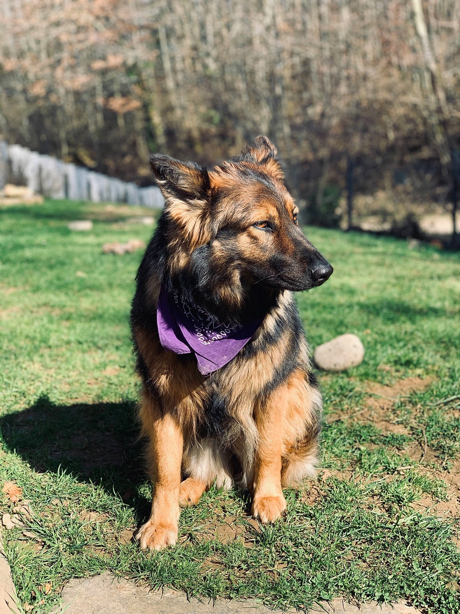 Oxane participe au concours pour gagner de l'argent avec cette photo : carnivore, collar, companion_dog, dog, dog_breed, dog_collar, east_european_shepherd, electric_blue, fur, german_shepherd_dog, grass, guard_dog, herding_dog, king_shepherd, leash, old_german_shepherd_dog, plant, snout, tree, working_dog