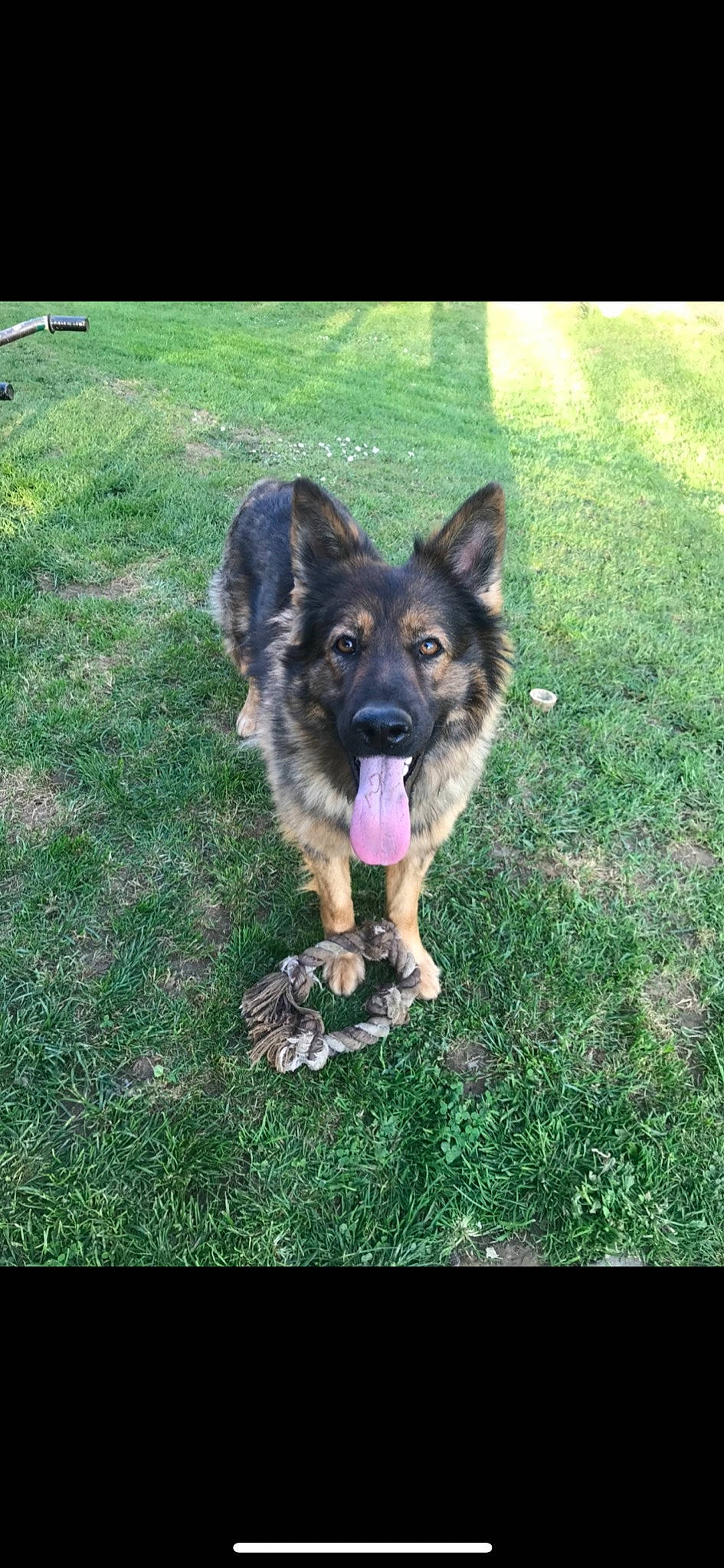 Oxane a rejoint le concours — aidez-le/la à gagner de superbes lots ! bohemian_shepherd, canidae, carnivore, companion_dog, dog, dog_breed, east_european_shepherd, german_shepherd_dog, grass, guard_dog, herbaceous_plant, herding_dog, king_shepherd, lawn, old_german_shepherd_dog, recreation, snout, sporting_group, tervuren, working_dog