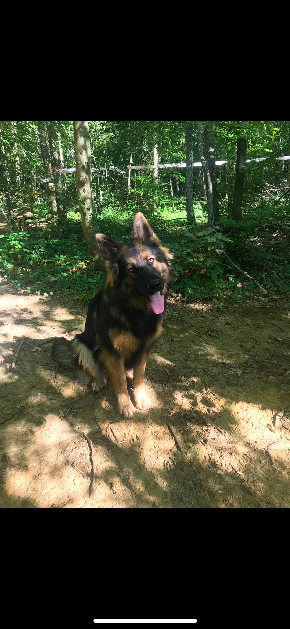 Oxane participe au concours pour gagner de l'argent avec cette photo : canis, carnivore, companion_dog, dog, dog_breed, dog_hiking, east_european_shepherd, forest, german_shepherd_dog, guard_dog, herding_dog, jungle, king_shepherd, leash, old_german_shepherd_dog, plant, tail, tree, woodland, working_animal