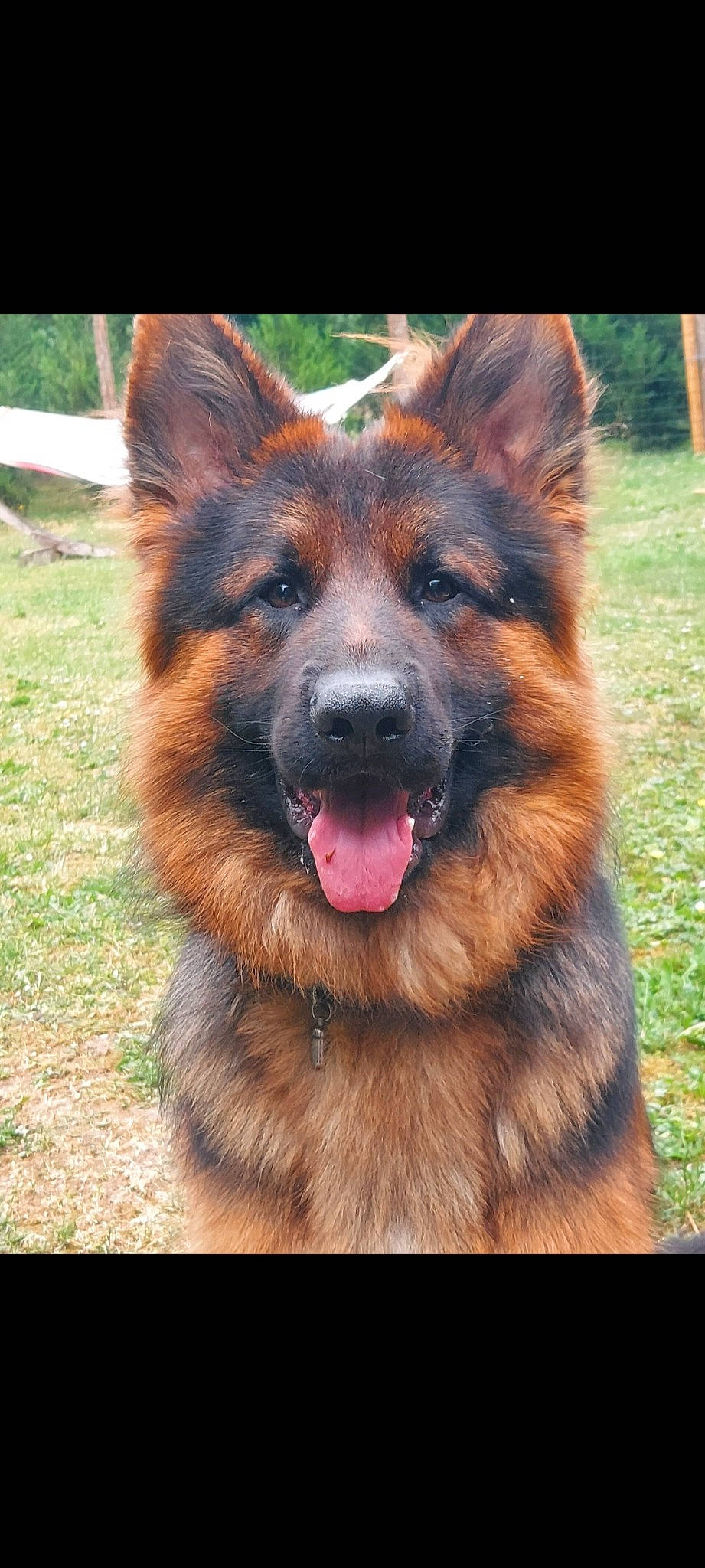 Ruffus a rejoint le concours — aidez-le/la à gagner de superbes lots ! canidae, carnivore, collar, companion_dog, dog, dog_breed, east_european_shepherd, eye, fawn, fur, german_shepherd_dog, herding_dog, king_shepherd, old_german_shepherd_dog, plant, snout, sporting_group, terrestrial_animal, whiskers, working_animal
