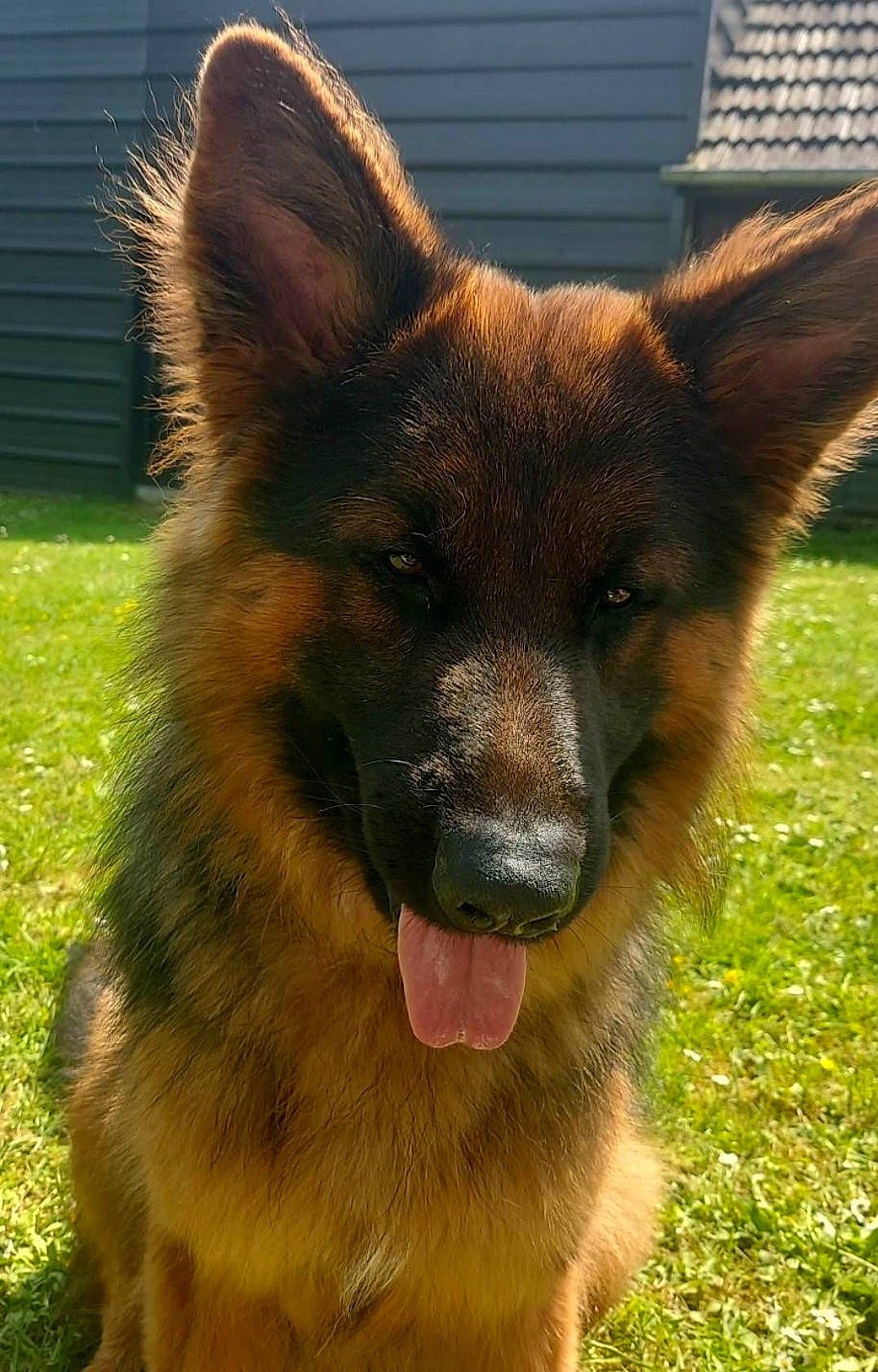 Ruffus a rejoint le concours — aidez-le/la à gagner de superbes lots ! canidae, carnivore, companion_dog, dog, dog_breed, east_european_shepherd, fawn, fox, fur, german_shepherd_dog, grass, herding_dog, king_shepherd, liver, old_german_shepherd_dog, snout, sporting_group, terrestrial_animal, whiskers, working_animal
