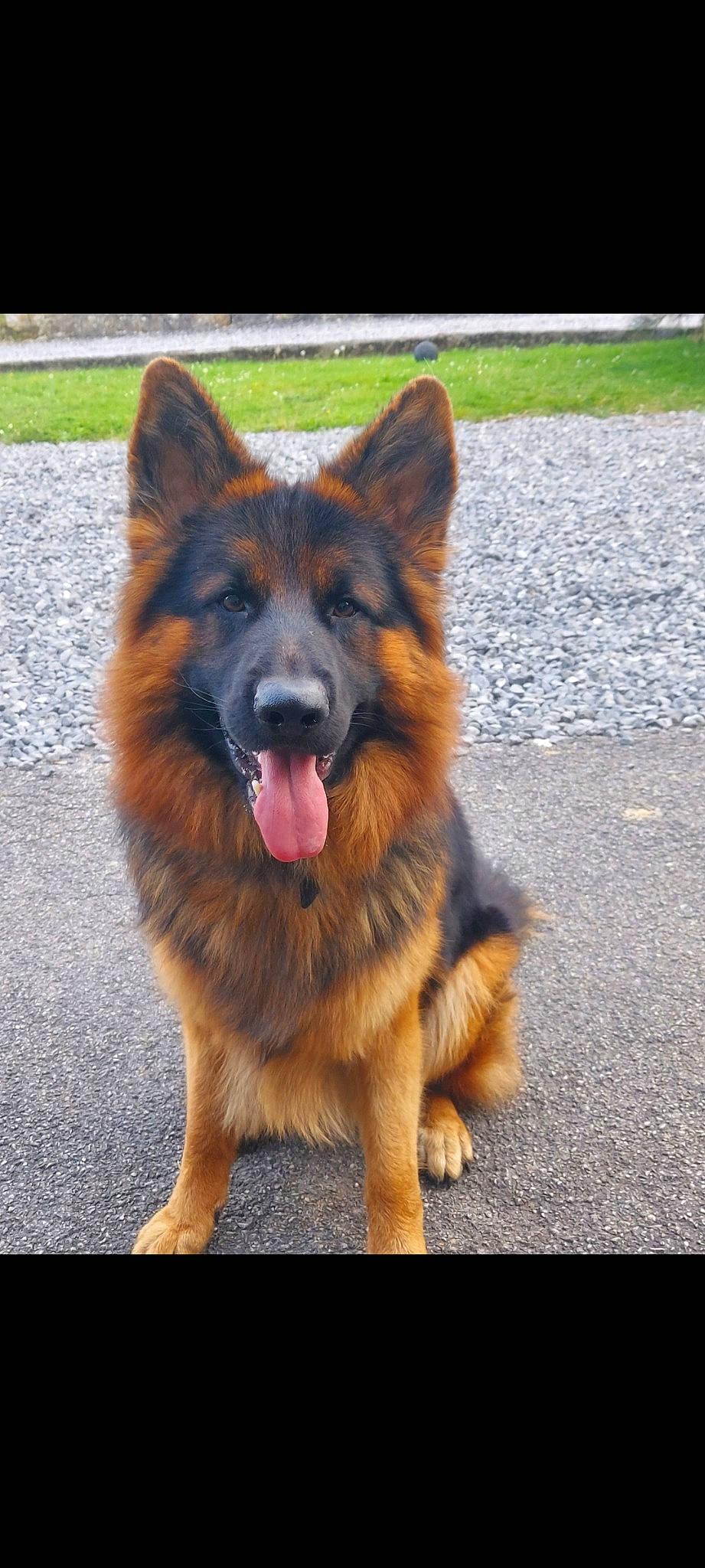 Ruffus participe au concours pour gagner de l'argent avec cette photo : canidae, carnivore, companion_dog, dog, dog_breed, fawn, fur, german_shepherd_dog, herding_dog, plant, road_surface, snout, sporting_group, terrestrial_animal, windshield, working_dog