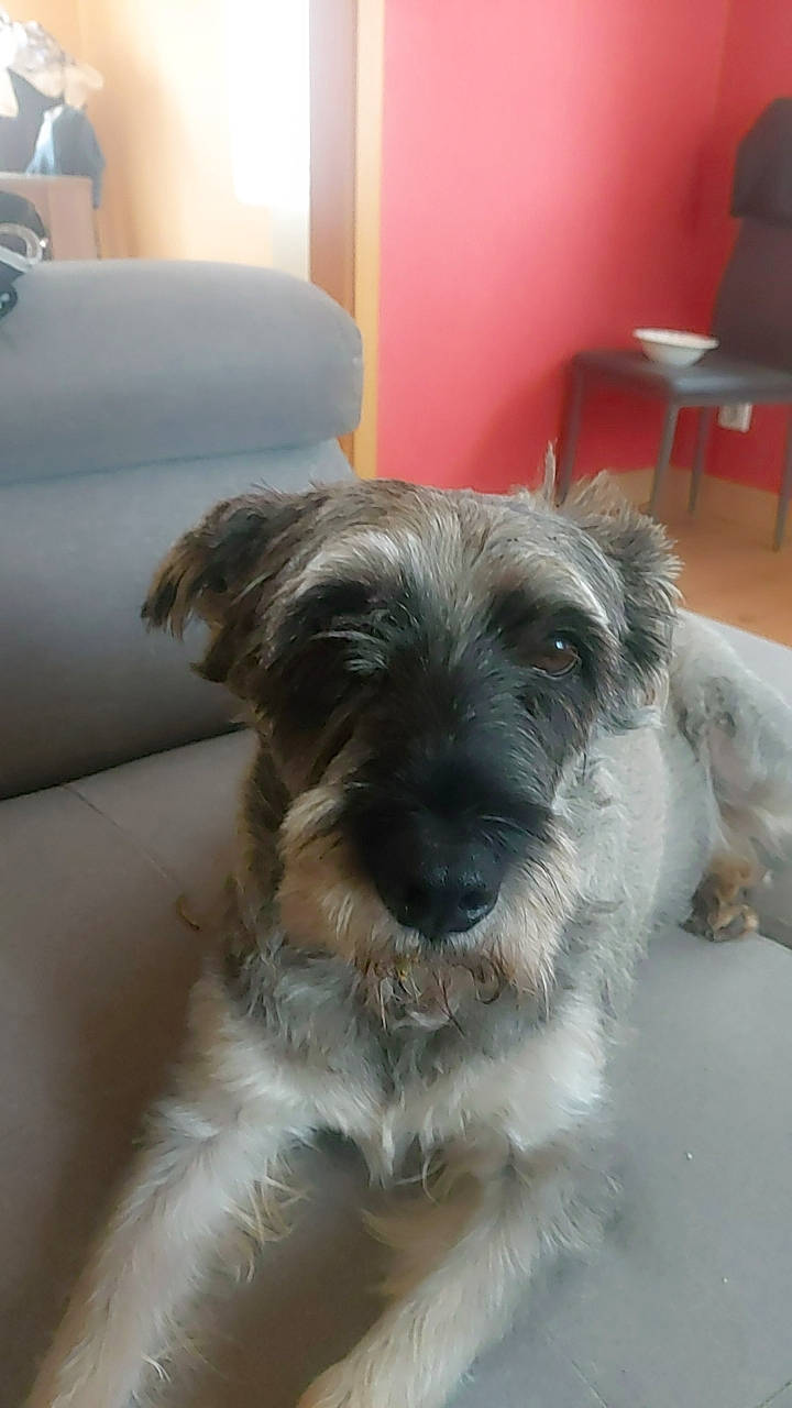 César a rejoint le concours — aidez-le/la à gagner de superbes lots ! canidae, carnivore, companion_dog, dog, dog_breed, fur, maltepoo, non_sporting_group, schnauzer, small_terrier, snout, sporting_group, terrier, toy_dog, working_animal, working_terrier