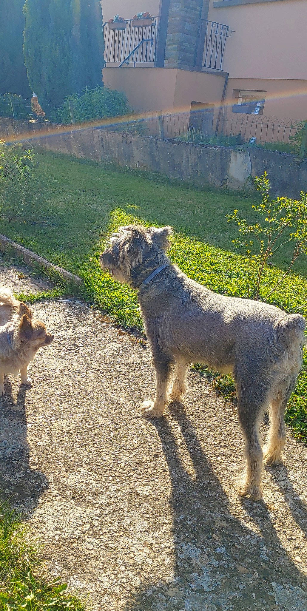 César a rejoint le concours — aidez-le/la à gagner de superbes lots ! canidae, carnivore, dog_breed, fawn, fur, grass, grassland, groundcover, landscape, livestock, mammal, plant, sheep, snout, soil, sporting_group, tail, terrestrial_animal, wildlife, working_animal