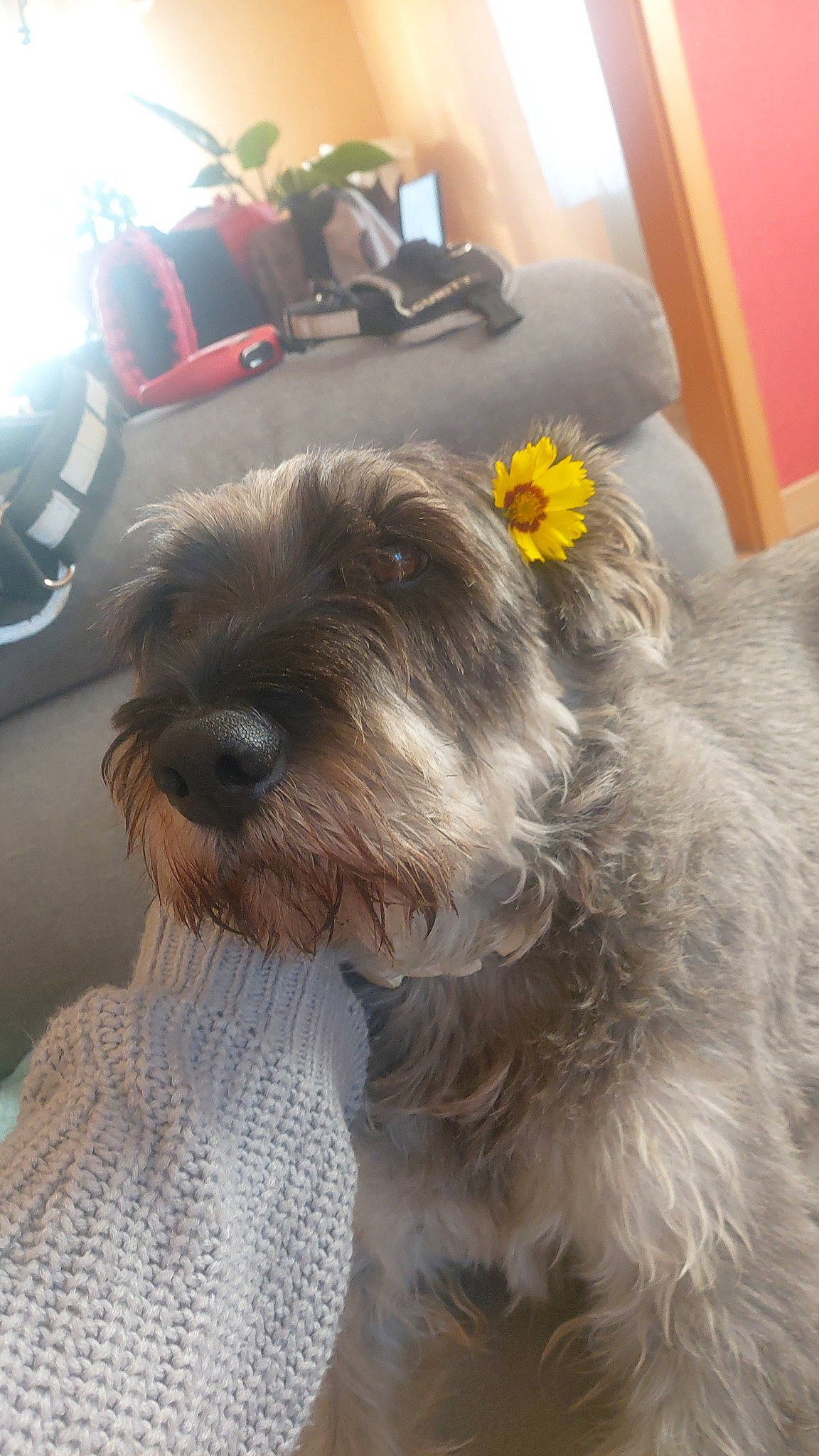 César participe au concours pour gagner de l'argent avec cette photo : canidae, carnivore, collar, companion_dog, dog, dog_breed, dog_collar, flower, fur, liver, maltepoo, pet_supply, plant, puppy, small_terrier, snout, sporting_group, terrier, toy_dog, working_animal