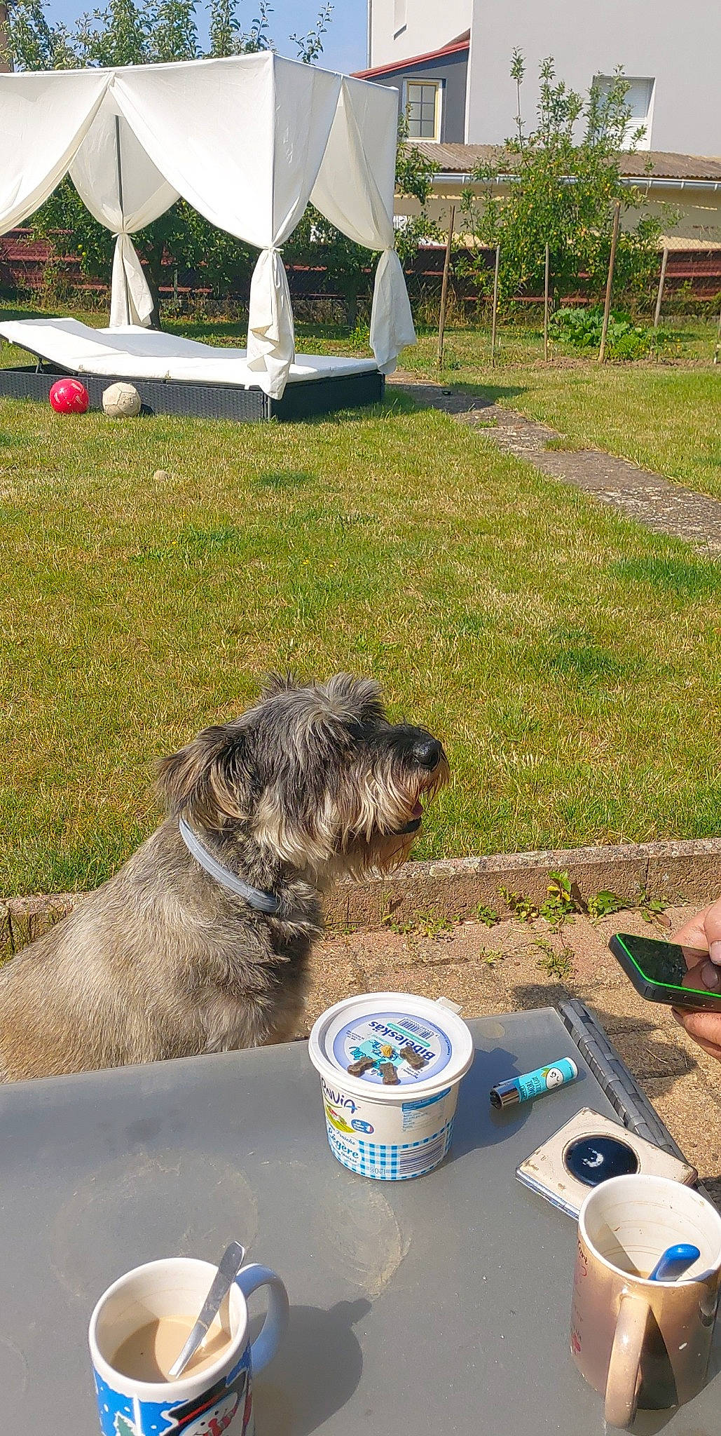 César a rejoint le concours — aidez-le/la à gagner de superbes lots ! canidae, carnivore, chair, coffee_cup, companion_dog, cup, dog, dog_breed, drink, drinkware, garden_hose, grass, mug, plant, small_terrier, sporting_group, tableware, terrier, tin_can, working_animal