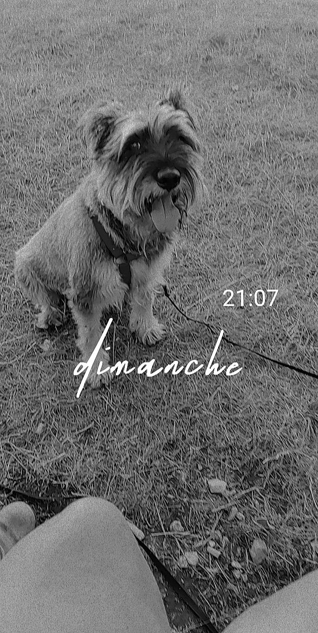 César a rejoint le concours — aidez-le/la à gagner de superbes lots ! ancient_dog_breeds, canidae, carnivore, companion_dog, dog, dog_breed, font, fur, grass, happy, herding_dog, monochrome, monochrome_photography, photo_caption, puppy_love, small_terrier, sporting_group, stock_photography, terrier, toy_dog