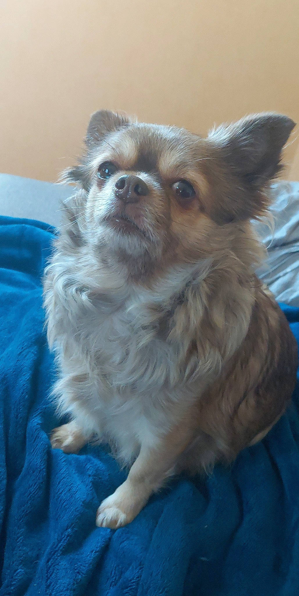 Kimi a rejoint le concours — aidez-le/la à gagner de superbes lots ! canidae, carnivore, chihuahua, companion_dog, dog, dog_breed, dog_supply, fawn, german_spitz, german_spitz_klein, german_spitz_mittel, iris, liver, snout, spitz, sporting_group, terrestrial_animal, toy_dog, whiskers, working_animal