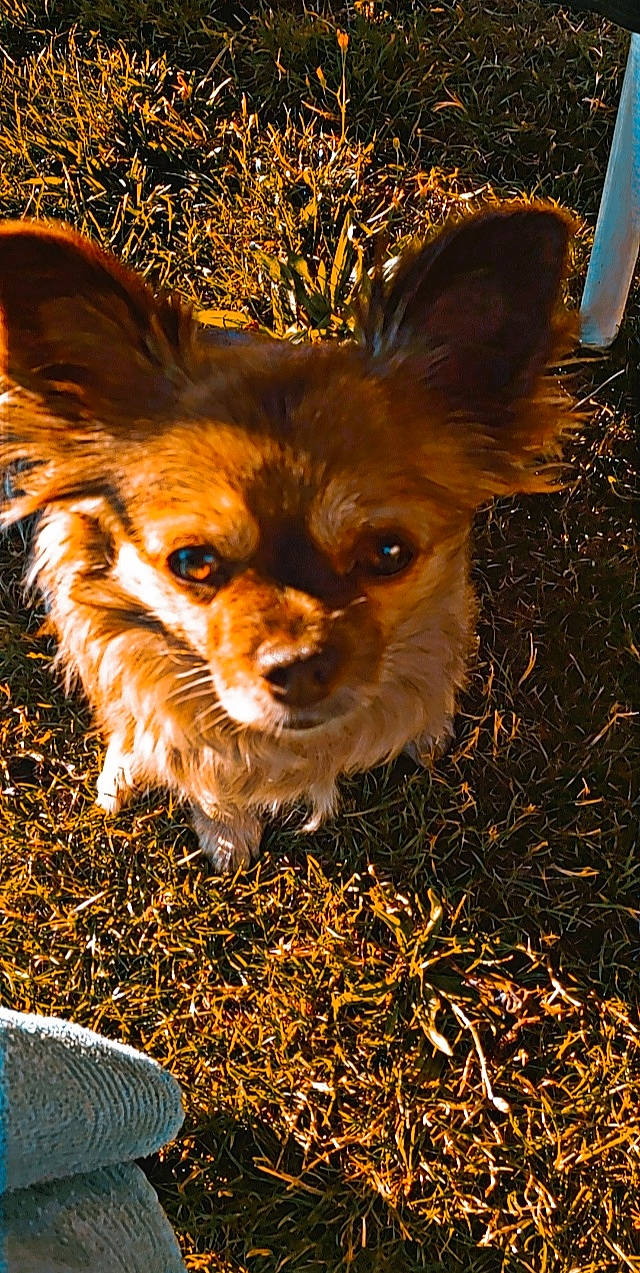 Kimi a rejoint le concours — aidez-le/la à gagner de superbes lots ! canidae, carnivore, companion_dog, dog, dog_breed, fawn, fur, grass, liver, plant, russkiy_toy, snout, soil, sporting_group, terrestrial_animal, terrestrial_plant, toy_dog, whiskers, wildlife