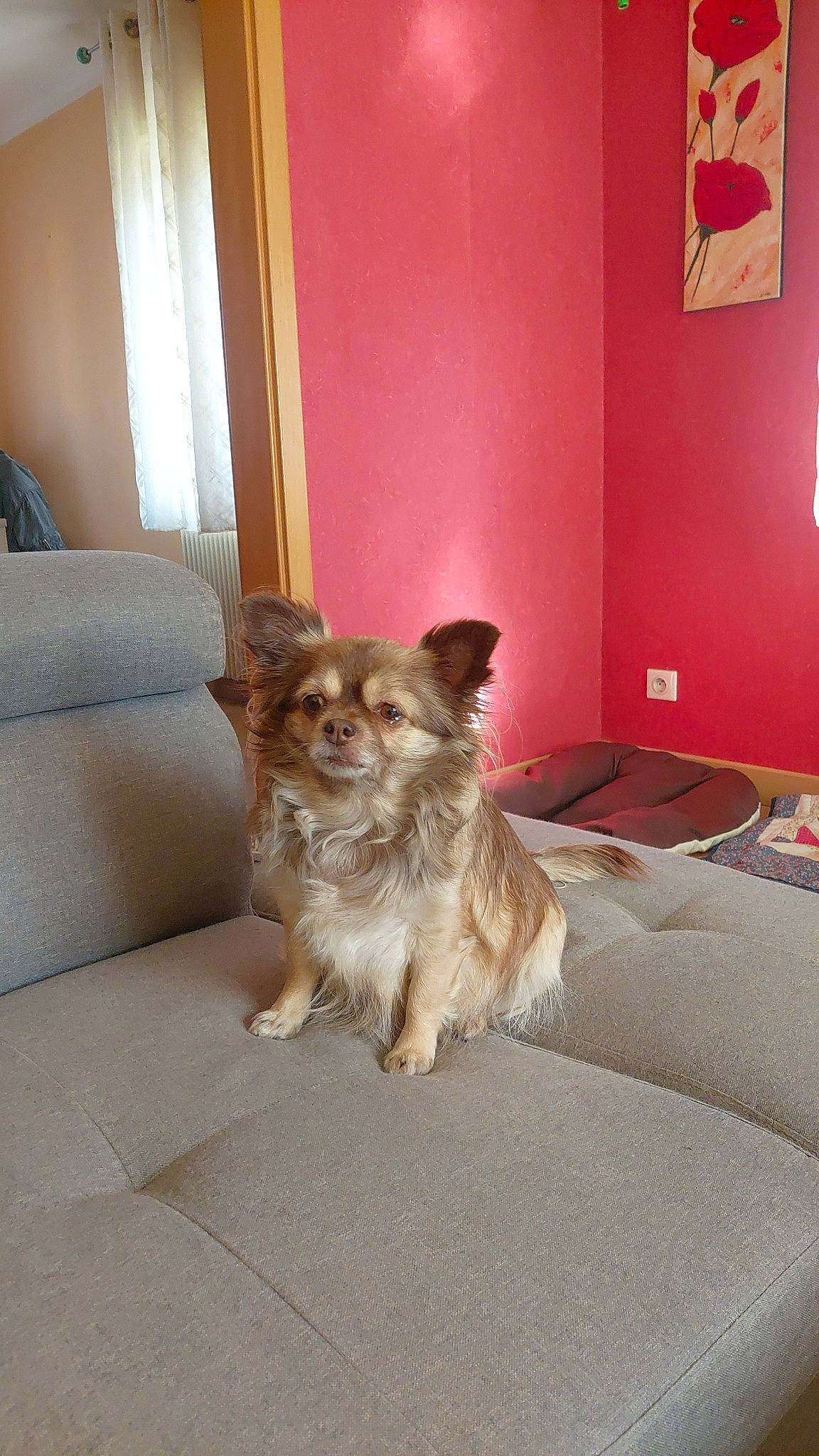 Kimi participe au concours pour gagner de l'argent avec cette photo : carnivore, comfort, companion_dog, couch, dog, dog_breed, dog_supply, fawn, floor, flooring, fur, hardwood, living_room, room, snout, sporting_group, tail, whiskers, wood, working_animal