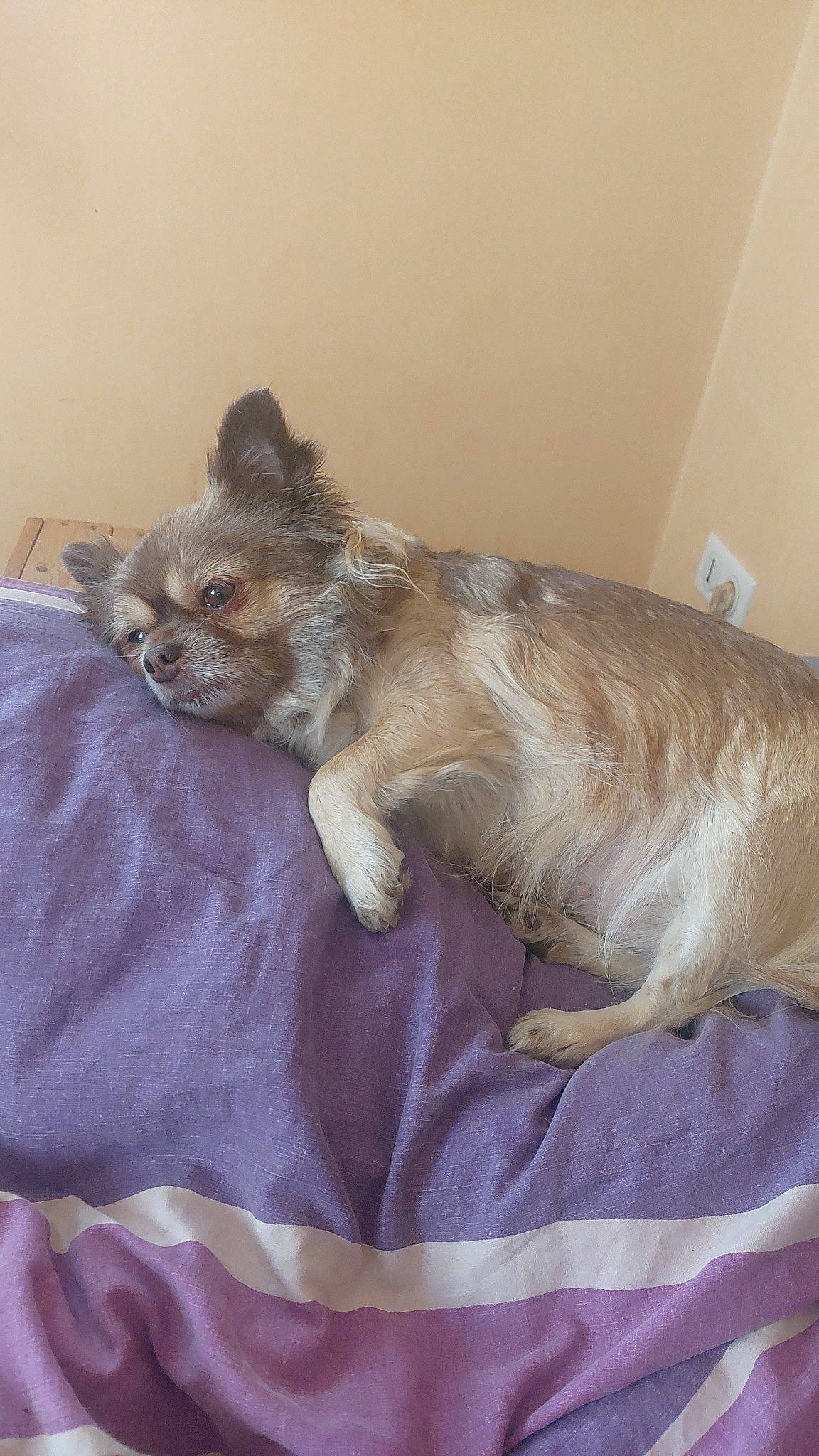 Kimi participe au concours pour gagner de l'argent avec cette photo : canidae, carnivore, comfort, companion_dog, couch, dog, dog_breed, dog_supply, fawn, felidae, fur, liver, paw, small_terrier, snout, sporting_group, tail, terrestrial_animal, toy_dog, whiskers