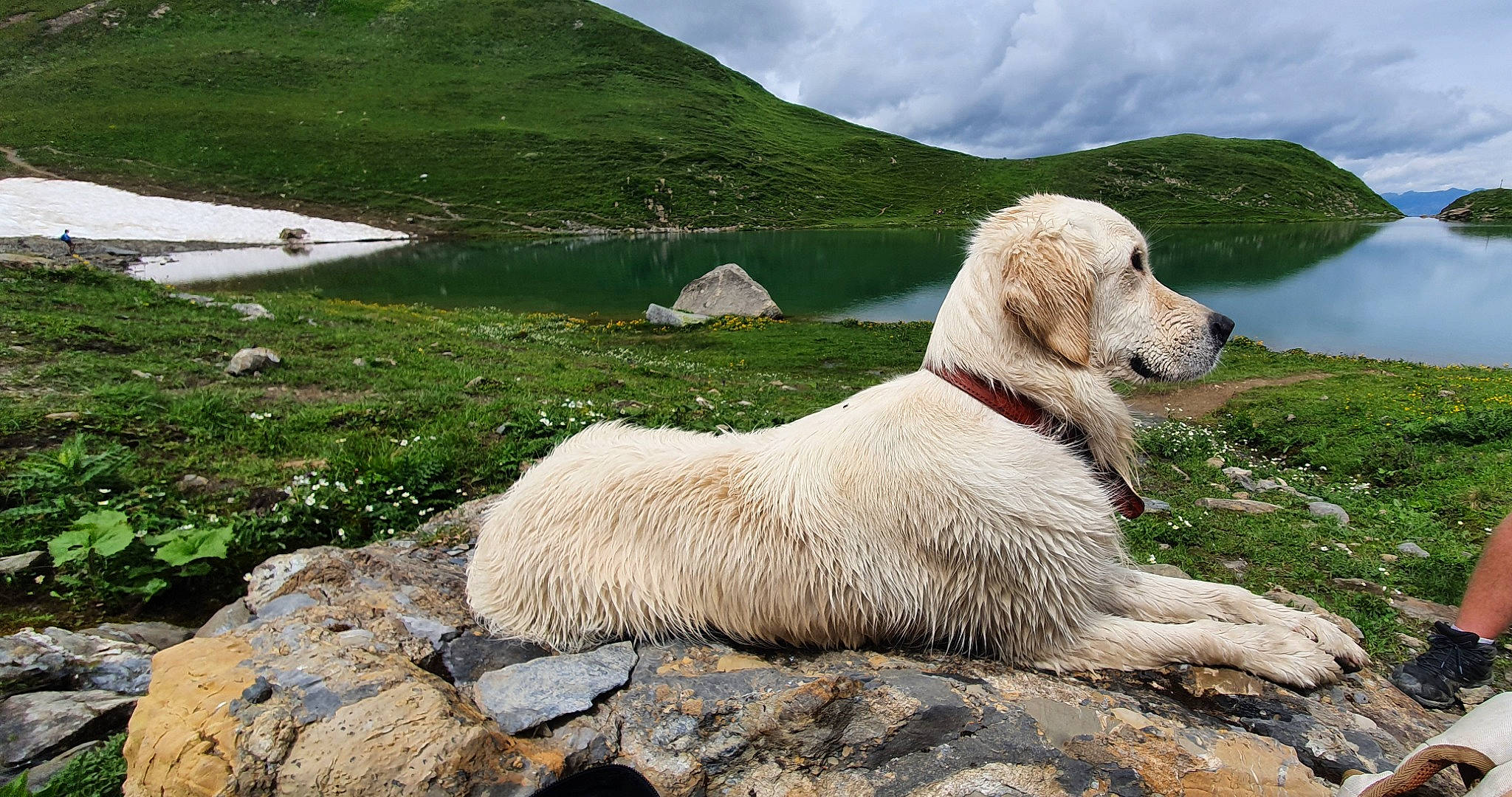 Omia participe au concours pour gagner de l'argent avec cette photo : canidae, carnivore, cloud, companion_dog, dog, dog_breed, grass, hill, lake, landscape, mountain, mountain_range, natural_landscape, sky, sporting_group, terrestrial_animal, water, wilderness, wildlife, working_animal