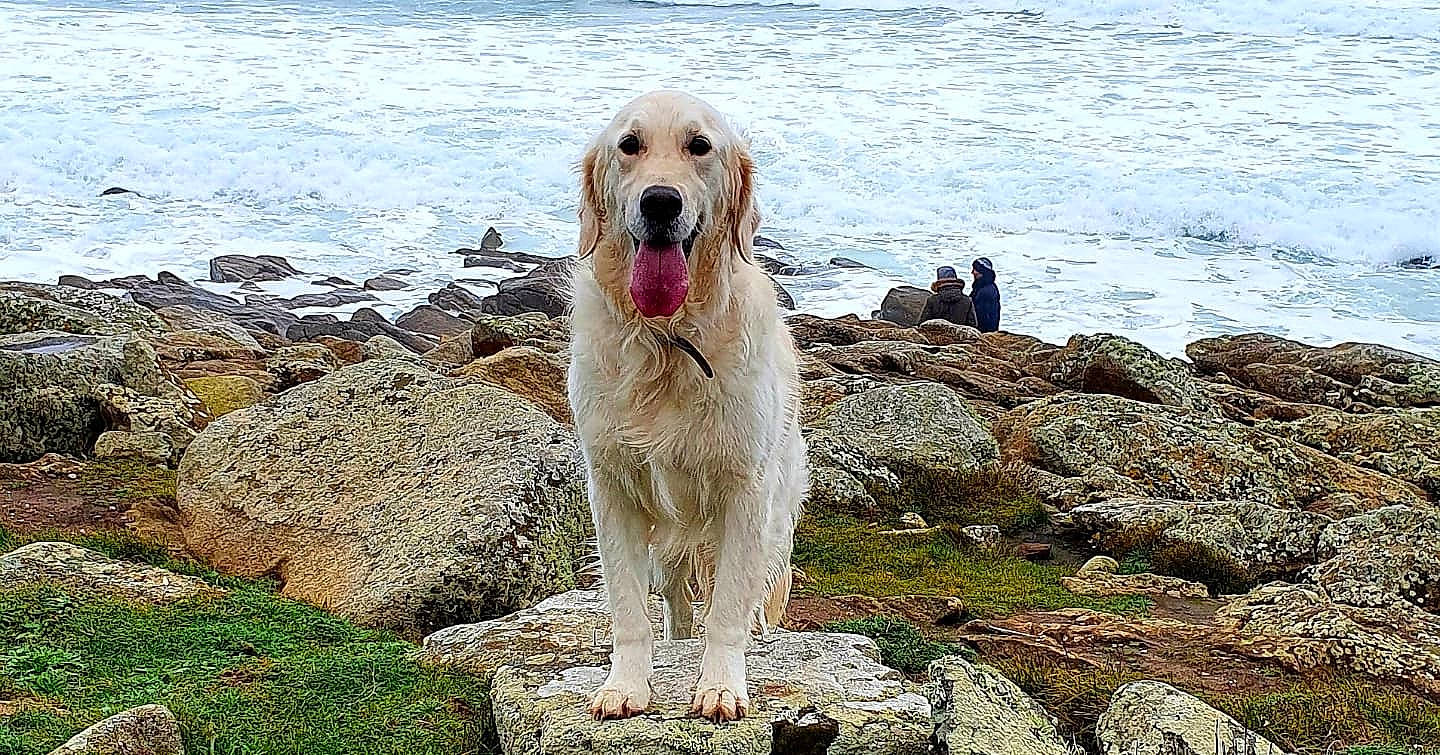 Omia a rejoint le concours — aidez-le/la à gagner de superbes lots ! beach, bedrock, body_of_water, canidae, carnivore, coast, companion_dog, dog, dog_breed, gun_dog, lake, ocean, rock, sea, sporting_group, water, wave, wind_wave, working_dog