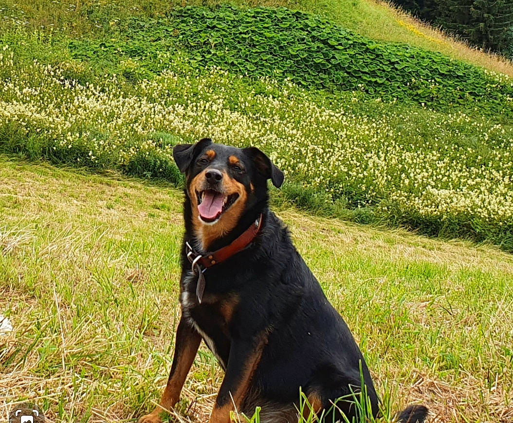 Loky participe au concours pour gagner de l'argent avec cette photo : canidae, carnivore, companion_dog, dog, dog_breed, field, grass, grassland, groundcover, guard_dog, hunting_dog, landscape, pasture, pinscher, plant, rottweiler, shadow, sporting_group, working_animal, working_dog