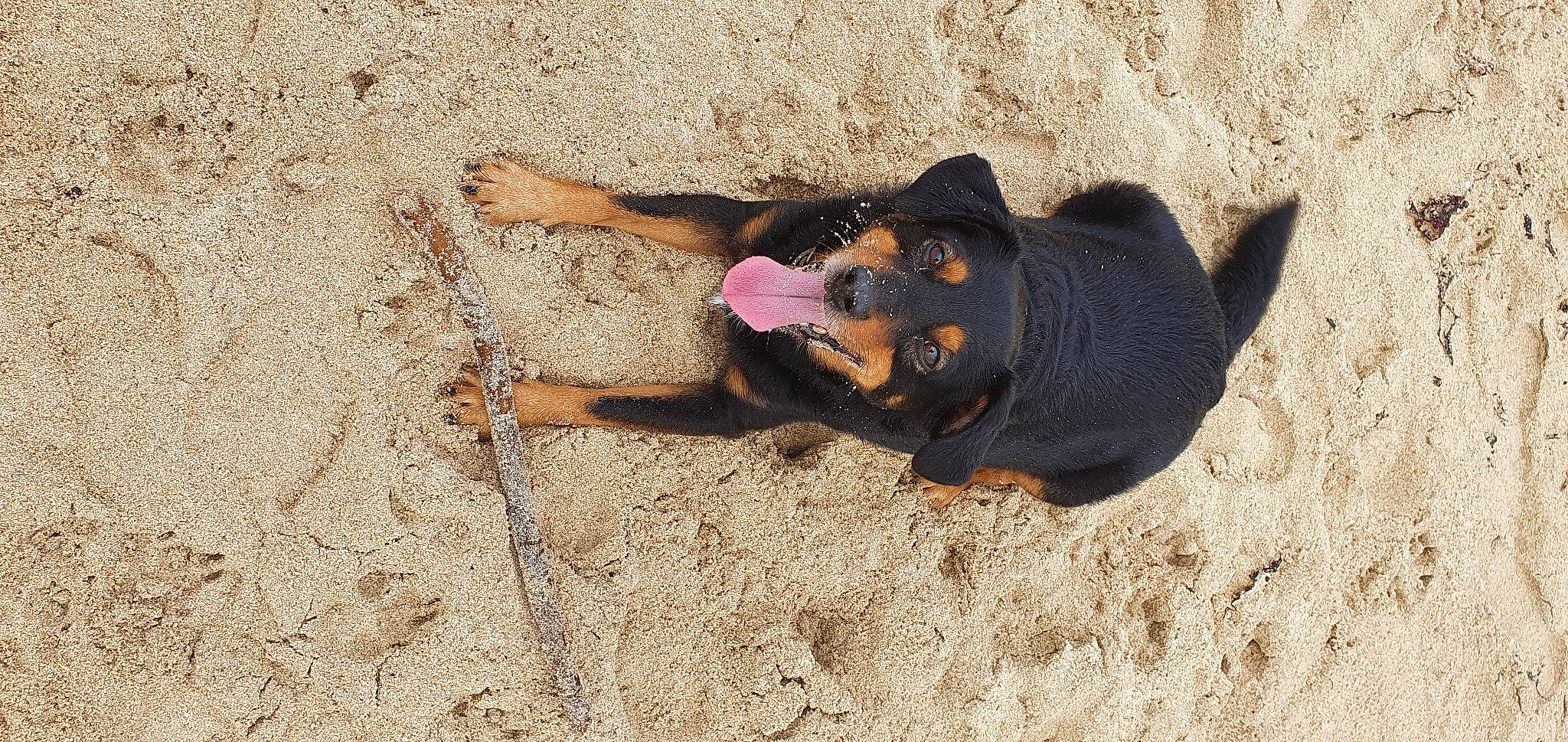 Loky a rejoint le concours — aidez-le/la à gagner de superbes lots ! canidae, carnivore, dog, dog_breed, fawn, foot, guard_dog, hunting_dog, paw, sand, shadow, snout, soil, sporting_group, terrestrial_animal, working_animal, working_dog