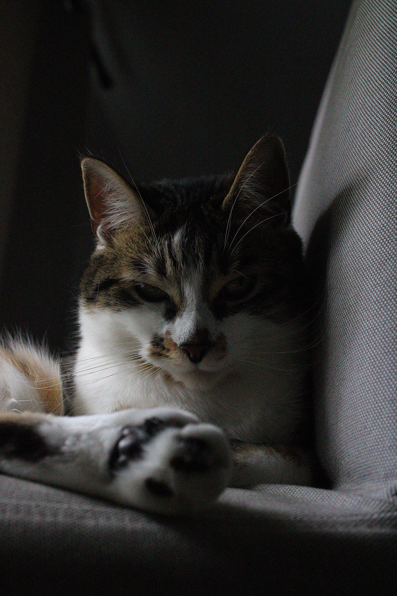 Kira a rejoint le concours — aidez-le/la à gagner de superbes lots ! carnivore, cat, cat_supply, comfort, darkness, domestic_short_haired_cat, eye, felidae, fur, grey, linens, monochrome, monochrome_photography, paw, small_to_medium_sized_cats, snout, still_life_photography, tail, whiskers, wildlife