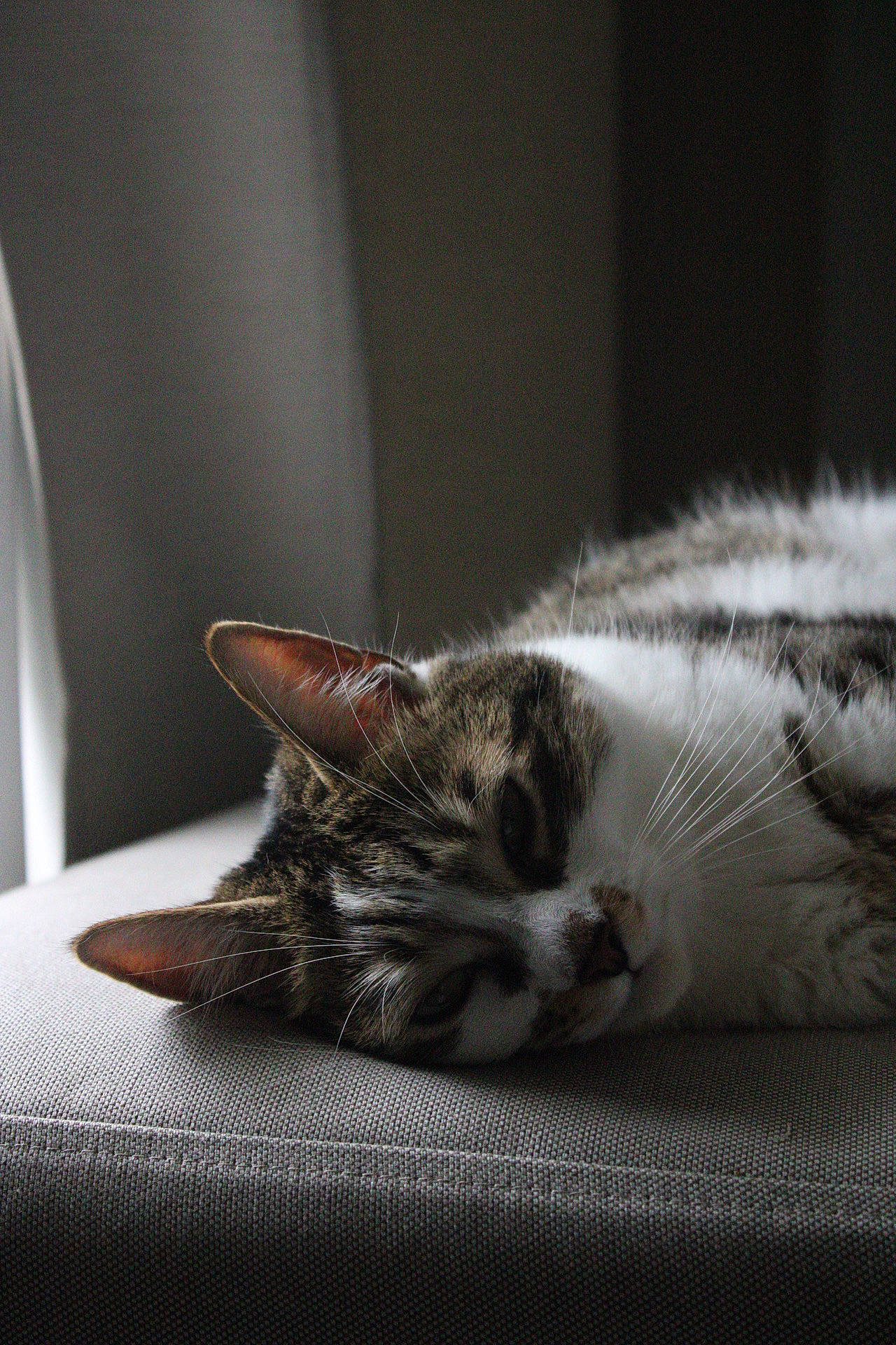 Kira participe au concours pour gagner de l'argent avec cette photo : carnivore, cat, claw, comfort, darkness, domestic_short_haired_cat, felidae, fur, grey, macro_photography, monochrome, monochrome_photography, paw, small_to_medium_sized_cats, snout, tail, whiskers, wildlife, wood