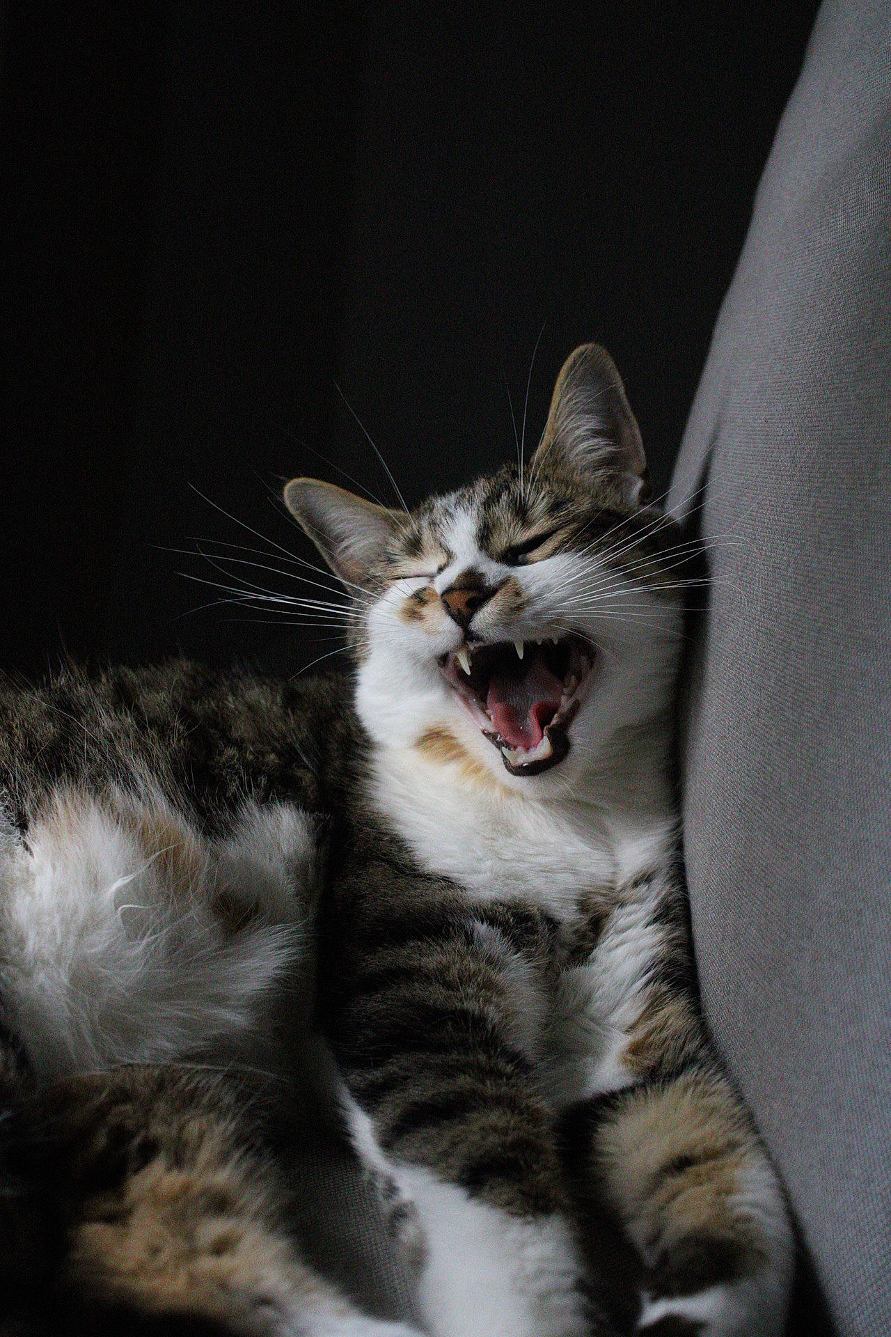 Kira participe au concours pour gagner de l'argent avec cette photo : carnivore, cat, claw, curious, darkness, domestic_short_haired_cat, eye, fang, felidae, fur, human_body, iris, paw, roar, small_to_medium_sized_cats, snout, terrestrial_animal, whiskers, window, yawn