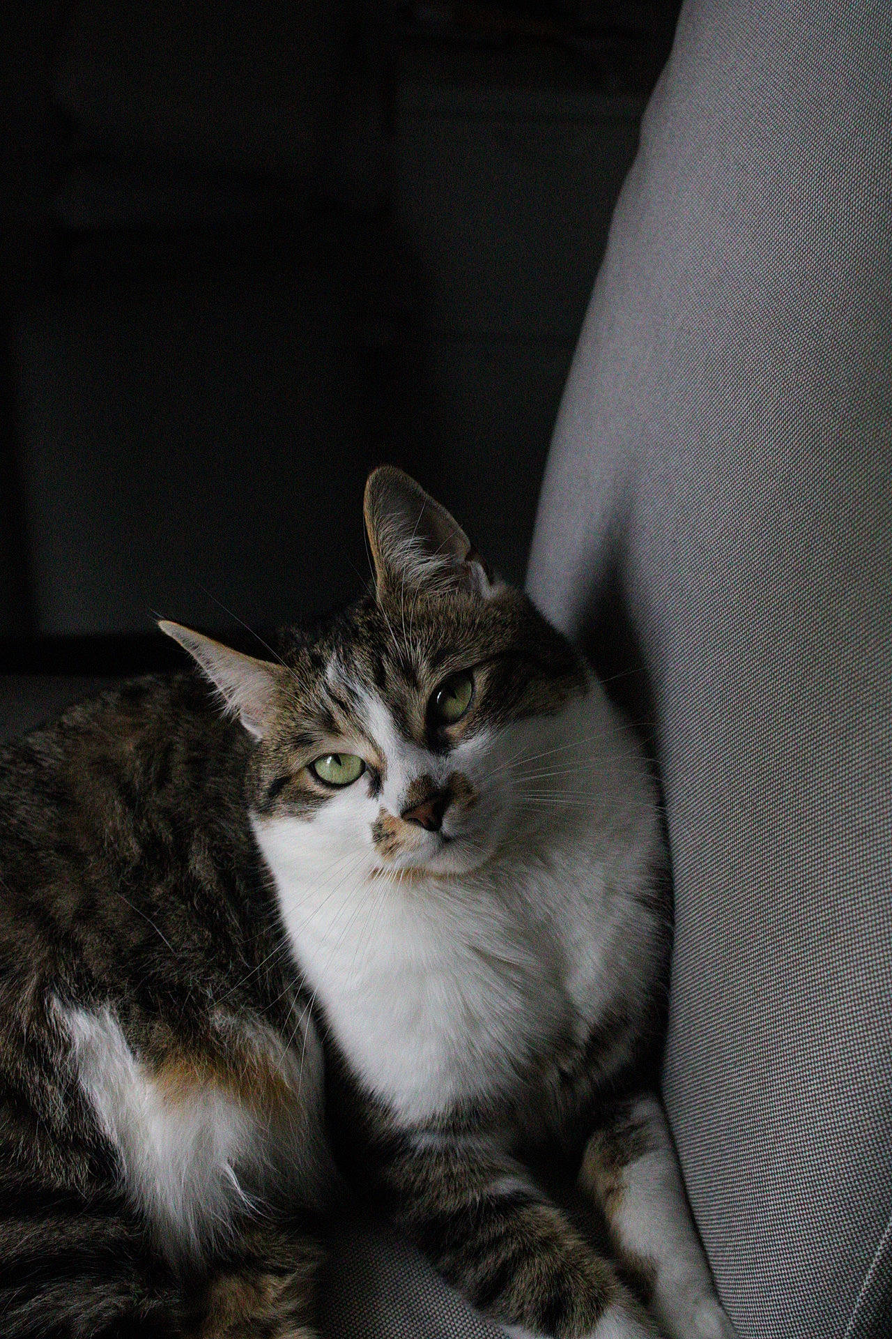 Kira participe au concours pour gagner de l'argent avec cette photo : carnivore, cat, claw, comfort, domestic_short_haired_cat, door, felidae, fur, monochrome_photography, paw, small_to_medium_sized_cats, snout, tail, terrestrial_animal, whiskers, wildlife, window