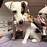 Neige participe au concours pour gagner de l'argent avec cette photo : dog, kitten, calico_cat, white_dog, indoor, bed, playful, pets, animal_interaction, affection, cute, furry, companion, curious, snuggle, domestic_animals, closeup, three_animals, friendly, household