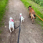 Neige participe au concours pour gagner de l'argent avec cette photo : dog, leash, walking, path, grass, nature, outdoor, greenery, canine, harness, pets, trail, summer, walking_path, brown_dog, white_dog, three_dogs, walking_dogs, sidewalk, scenic